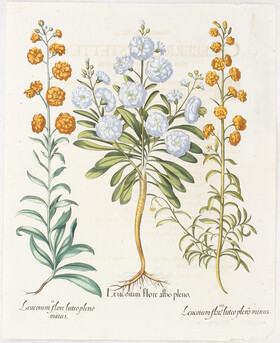 Besler, Leucoium flore albo pleno