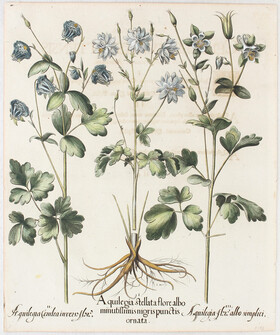 Besler, Aquilegia stellata flore albo
