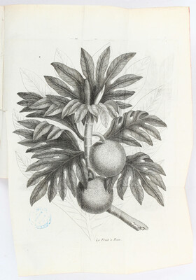 Ellis, Description du mangostan et du fruit à pain
