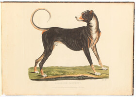 Götz, Hunde-Gallerie