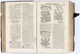 Tabernaemontanus, Kräuter-Buch. 1731