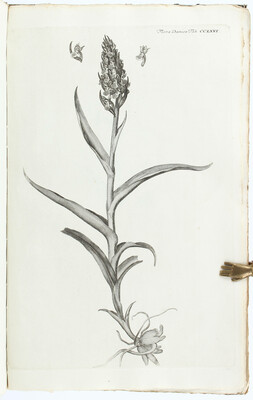 Flora Danica. 4 Bde.