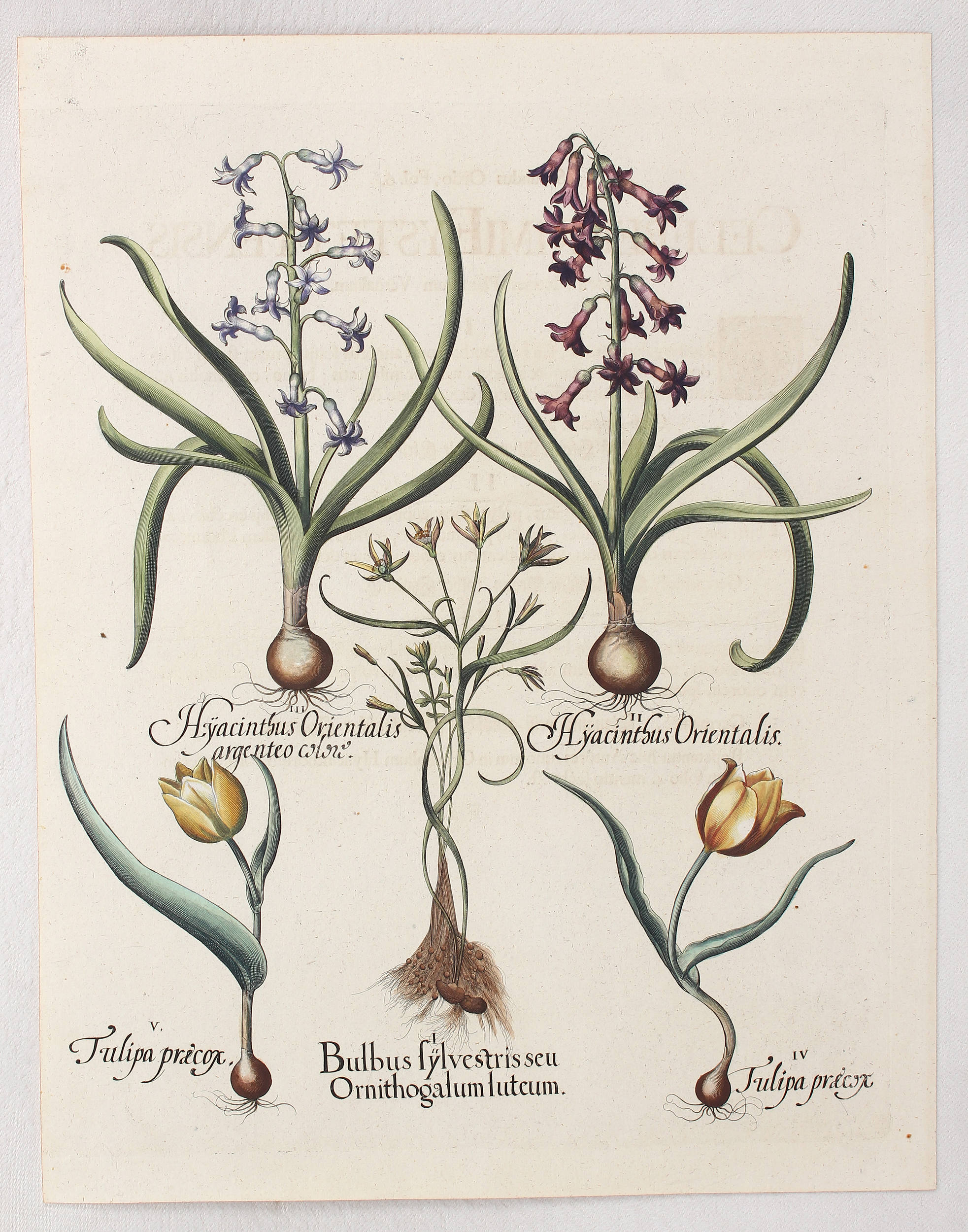 Besler, Bulbus sylvestris