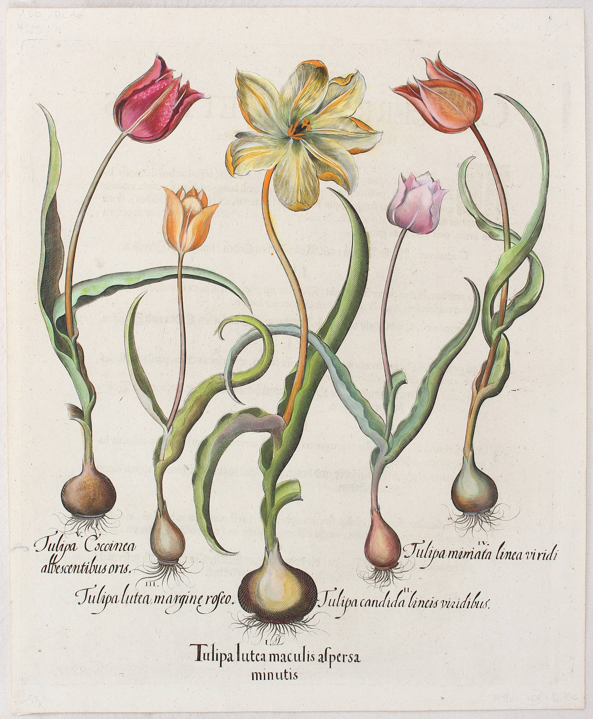 Besler, Tulipa lutea maculis
