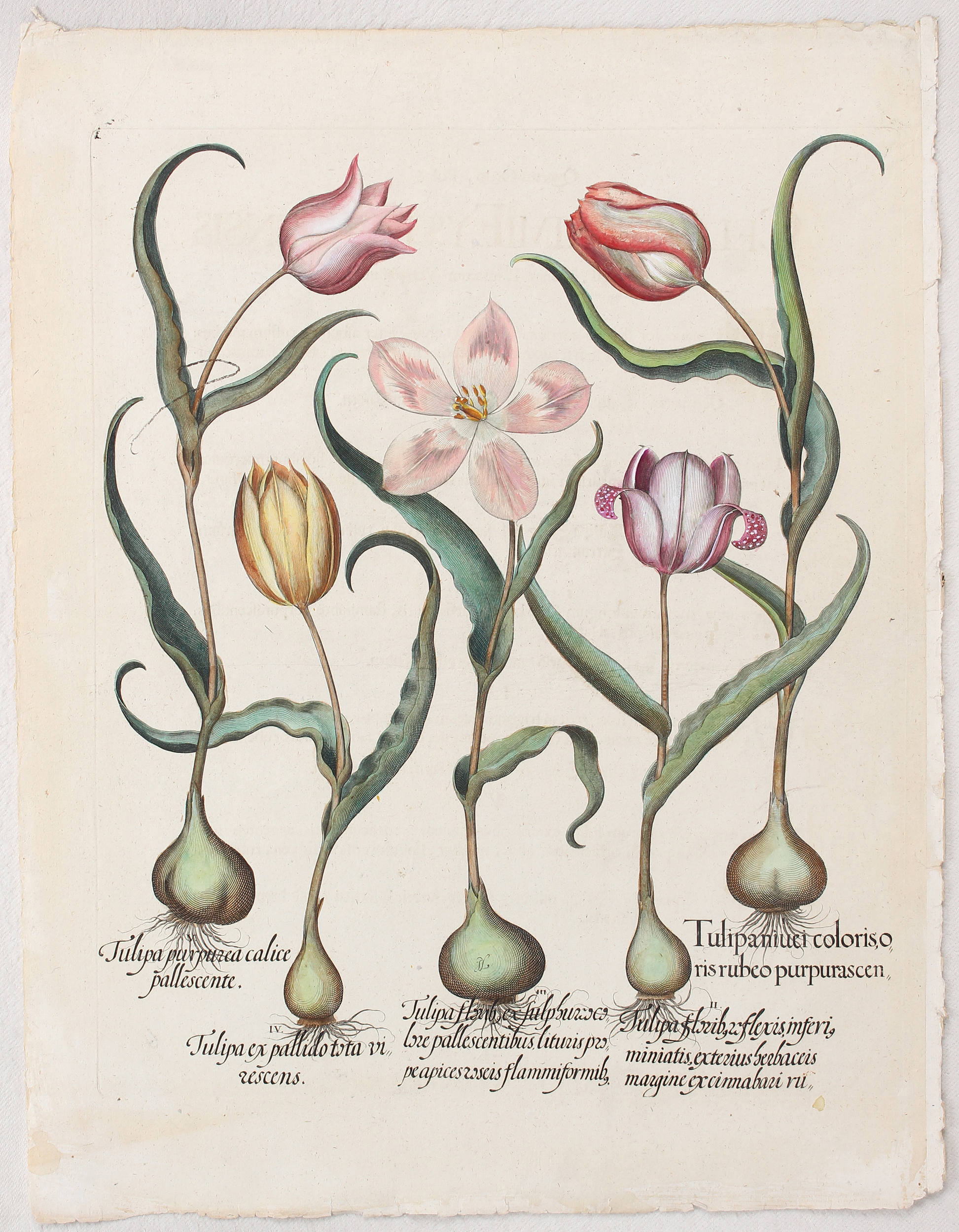 Besler, Tulipa nivei coloris oris rubeo