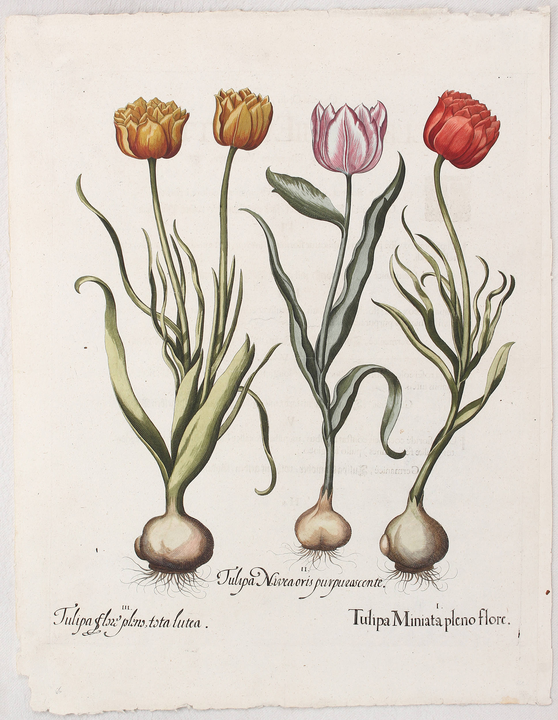 Besler, Tulipa miniata pleno