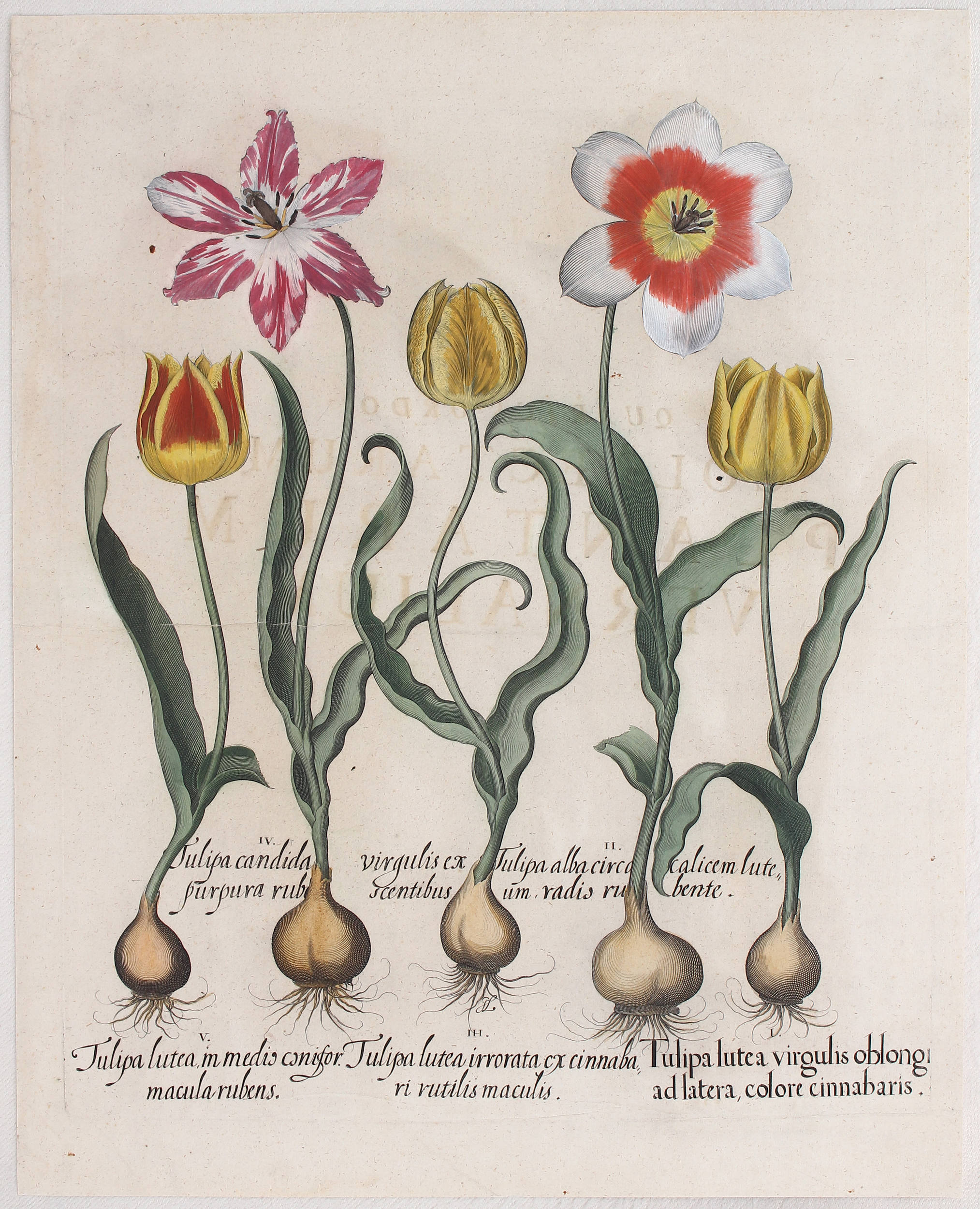 Besler, Tulipa lutea virgulis oblongi