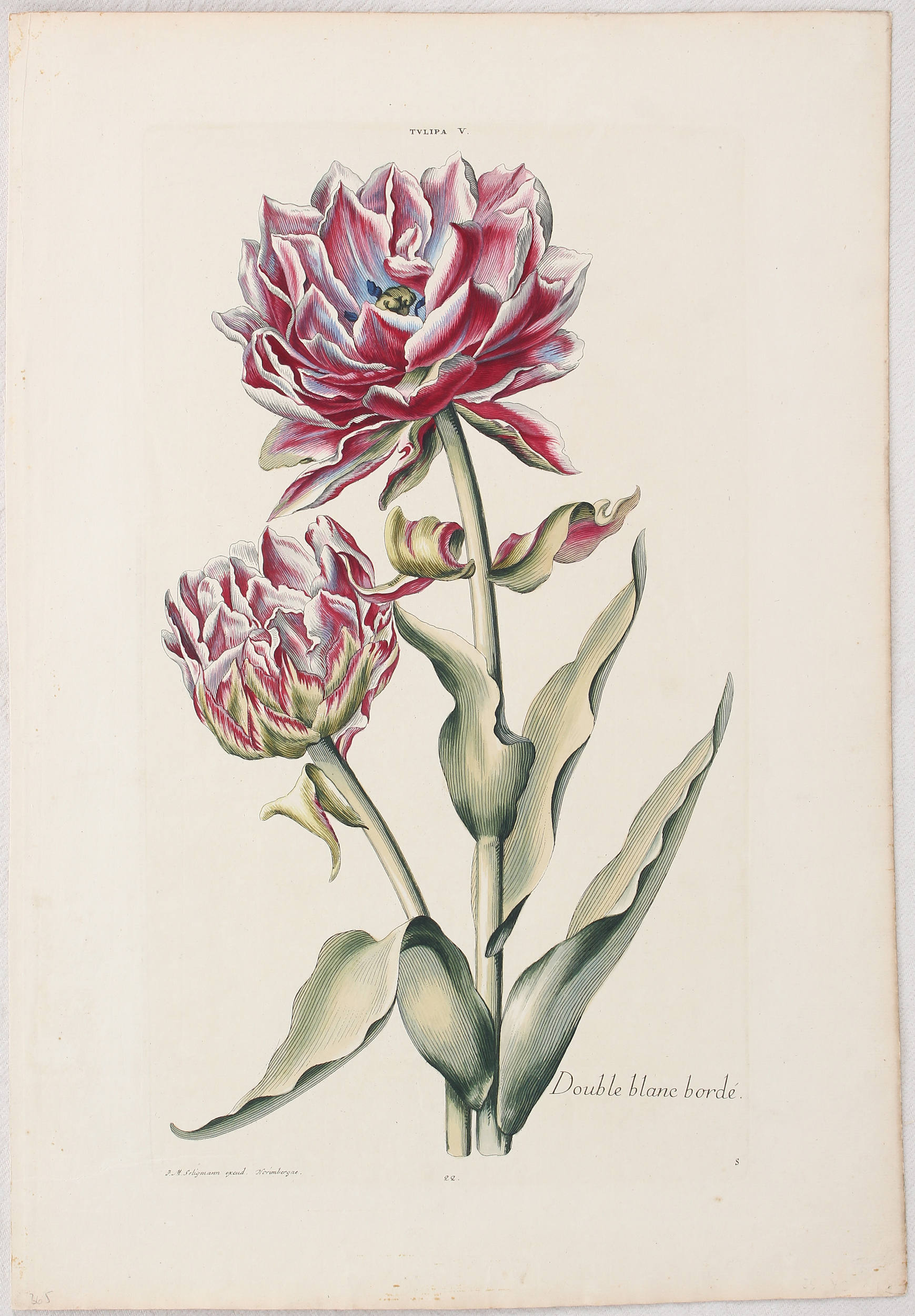 Tulpen. 7 Bll. (Trew)