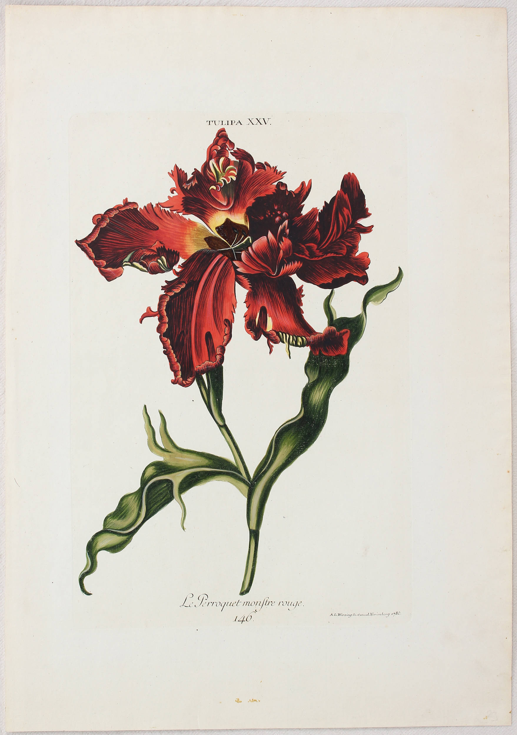 Tulpen. 7 Bll. (Trew)