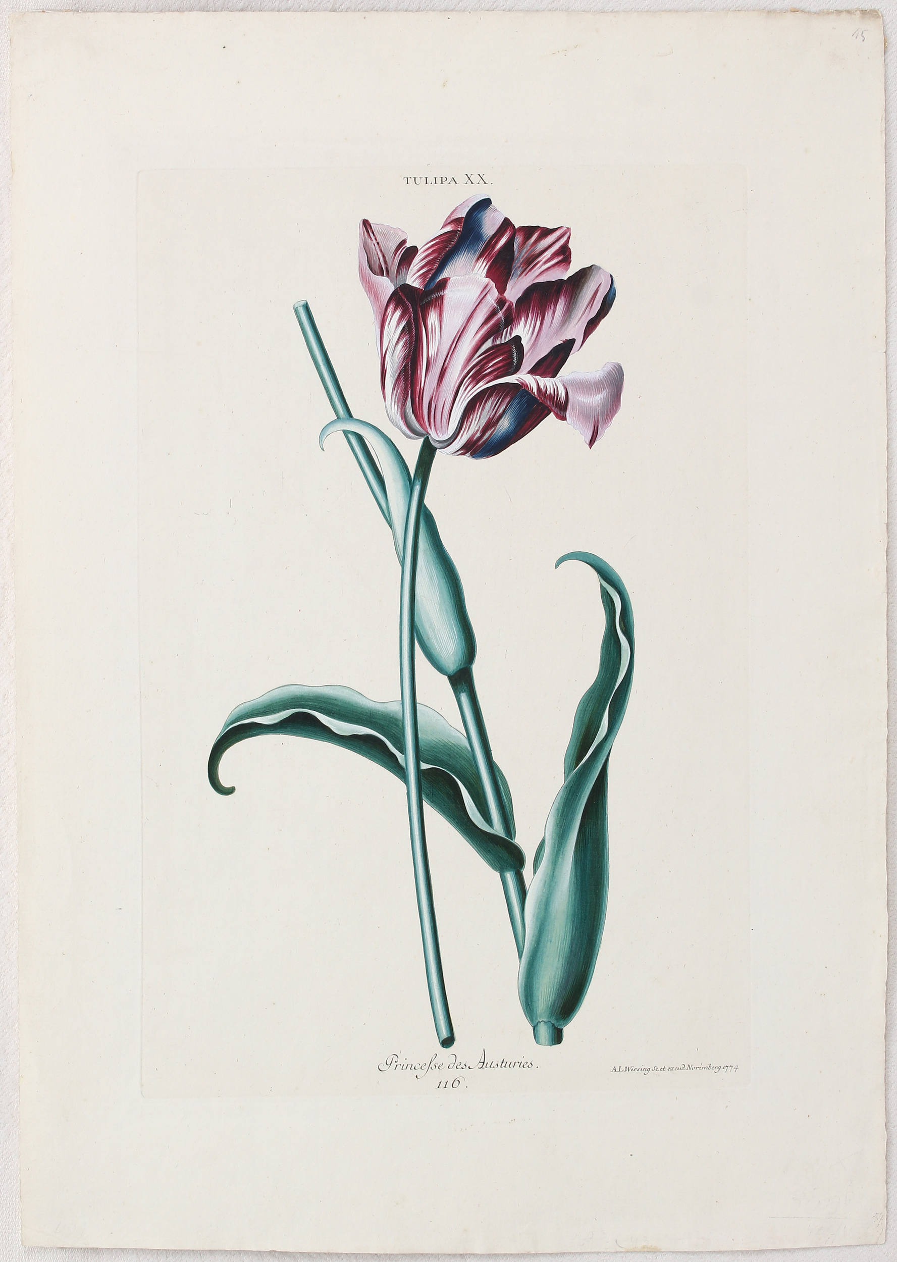 Tulpen. 7 Bll. (Trew)