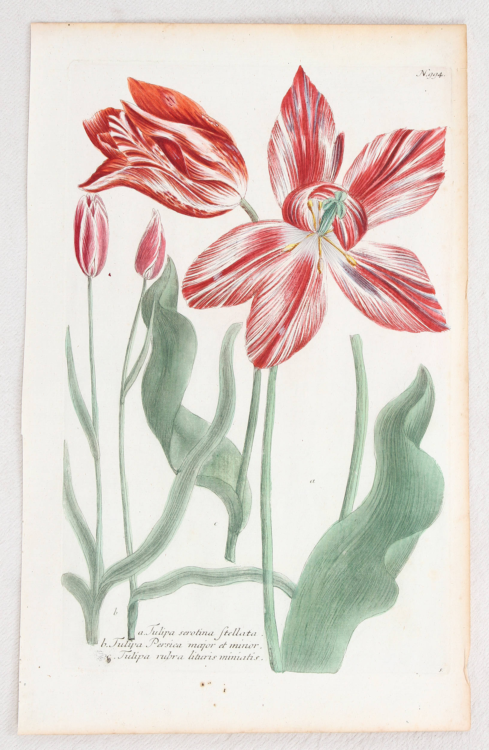 Tulpen. 6 Bll. (Weinmann)