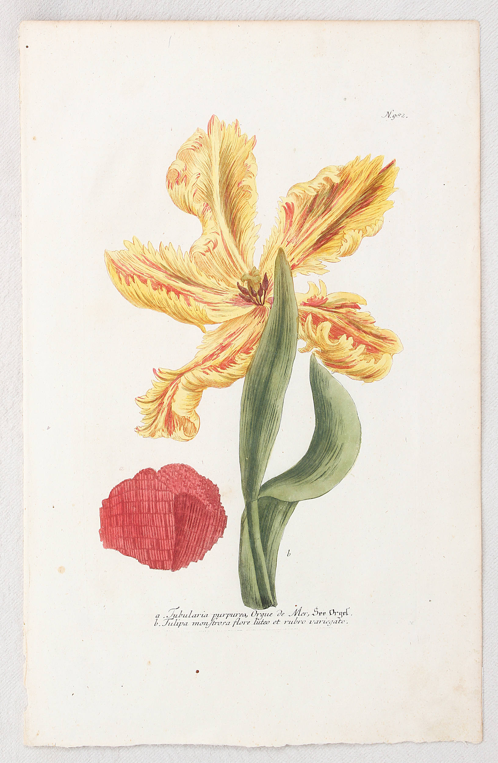 Tulpen. 6 Bll. (Weinmann)