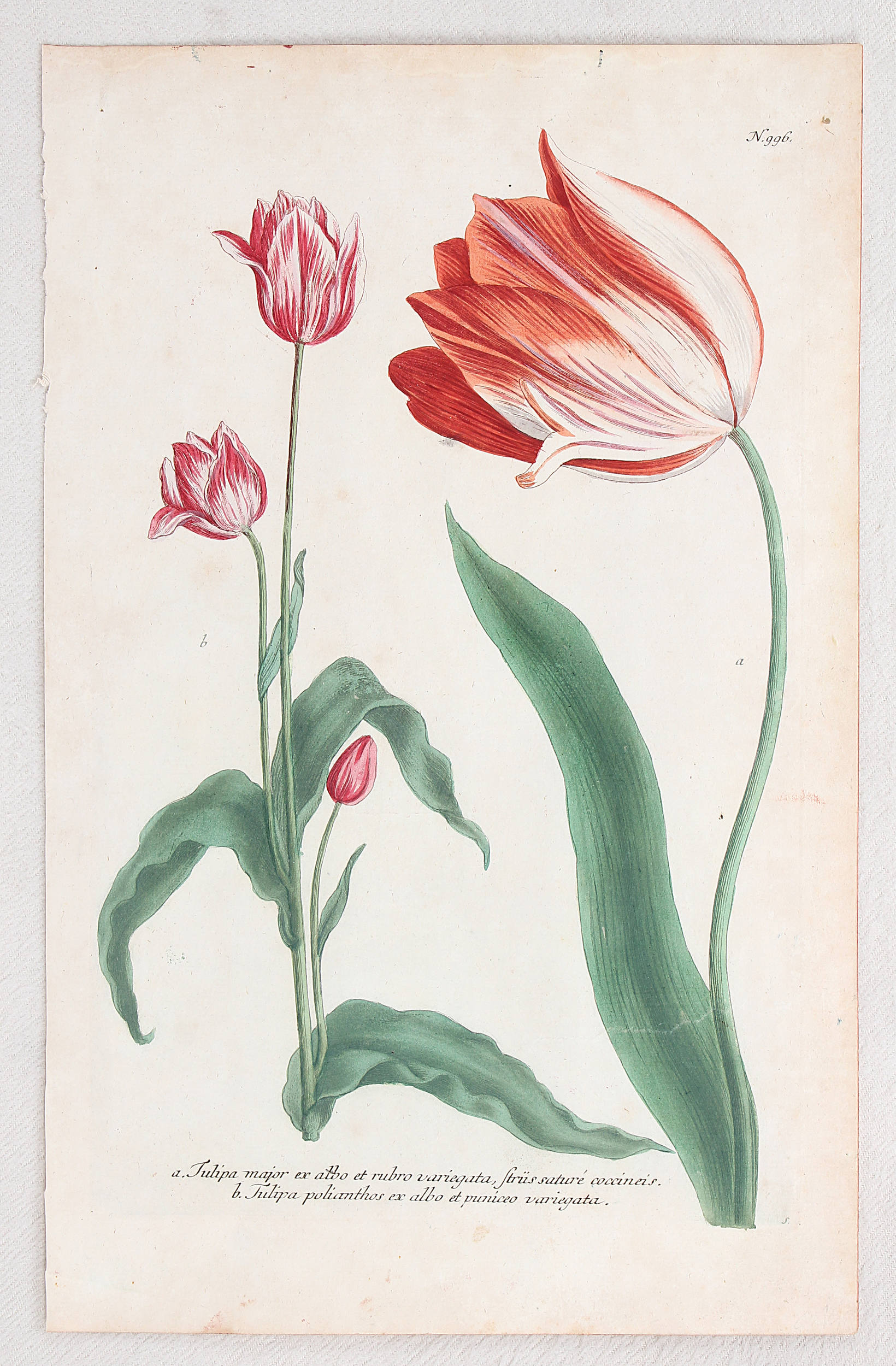 Tulpen. 6 Bll. (Weinmann)