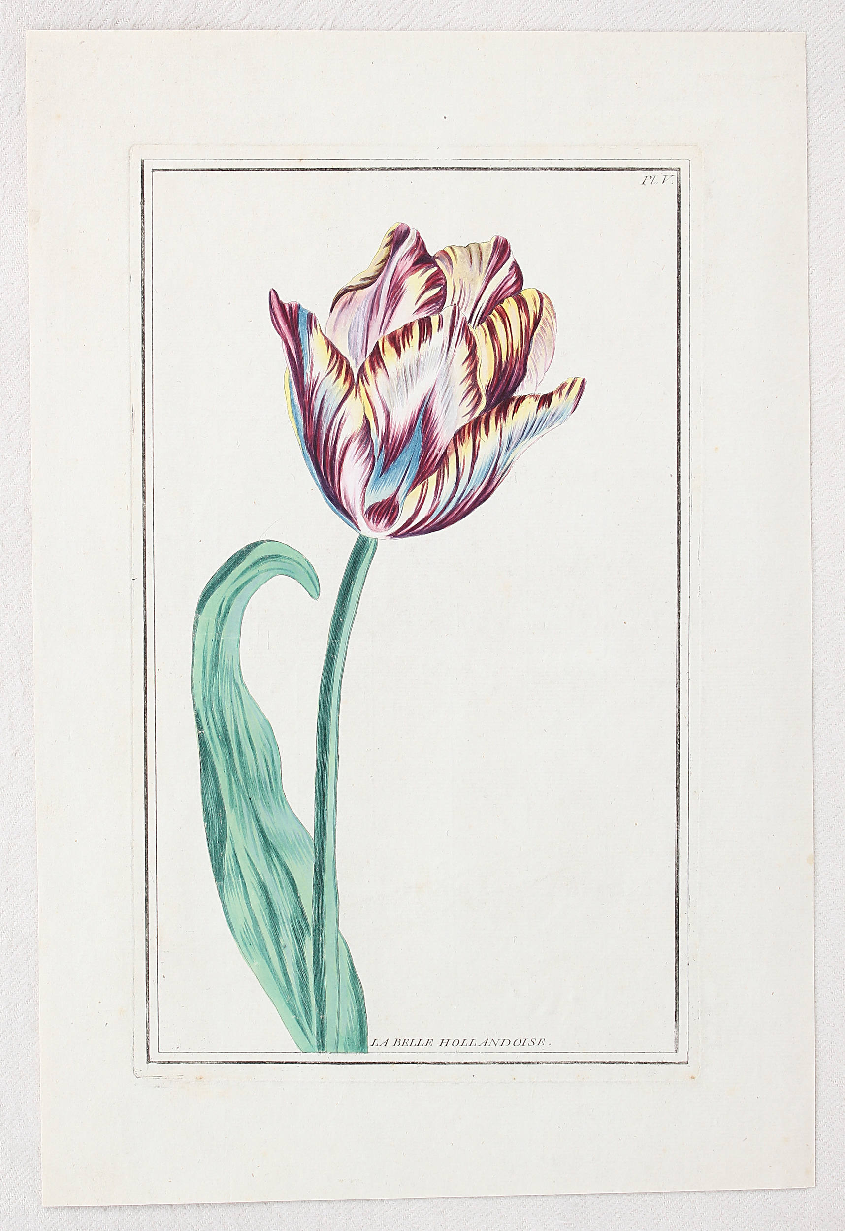Tulpen. 5 Bll. (Buchoz)
