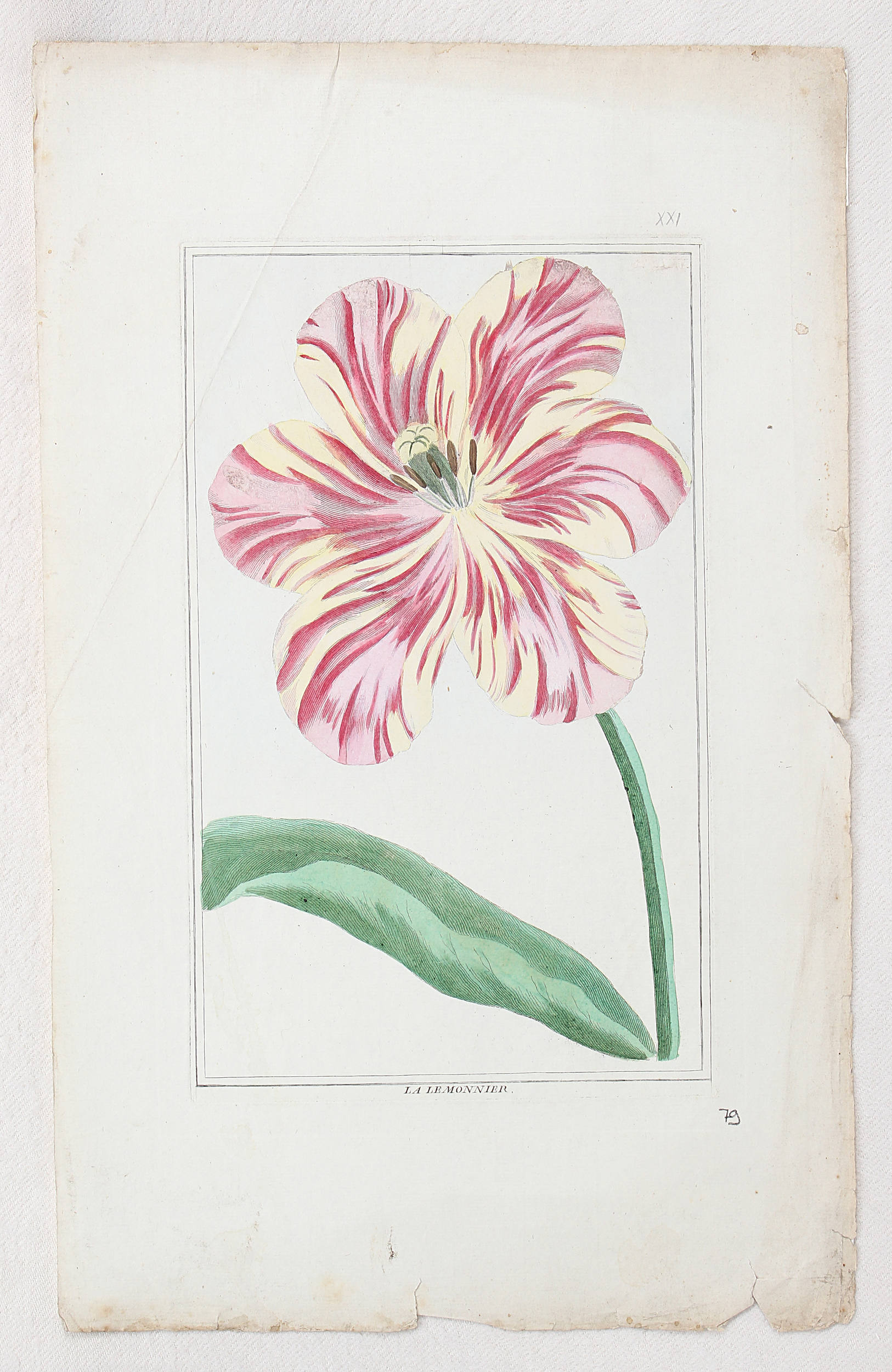 Tulpen. 5 Bll. (Buchoz)