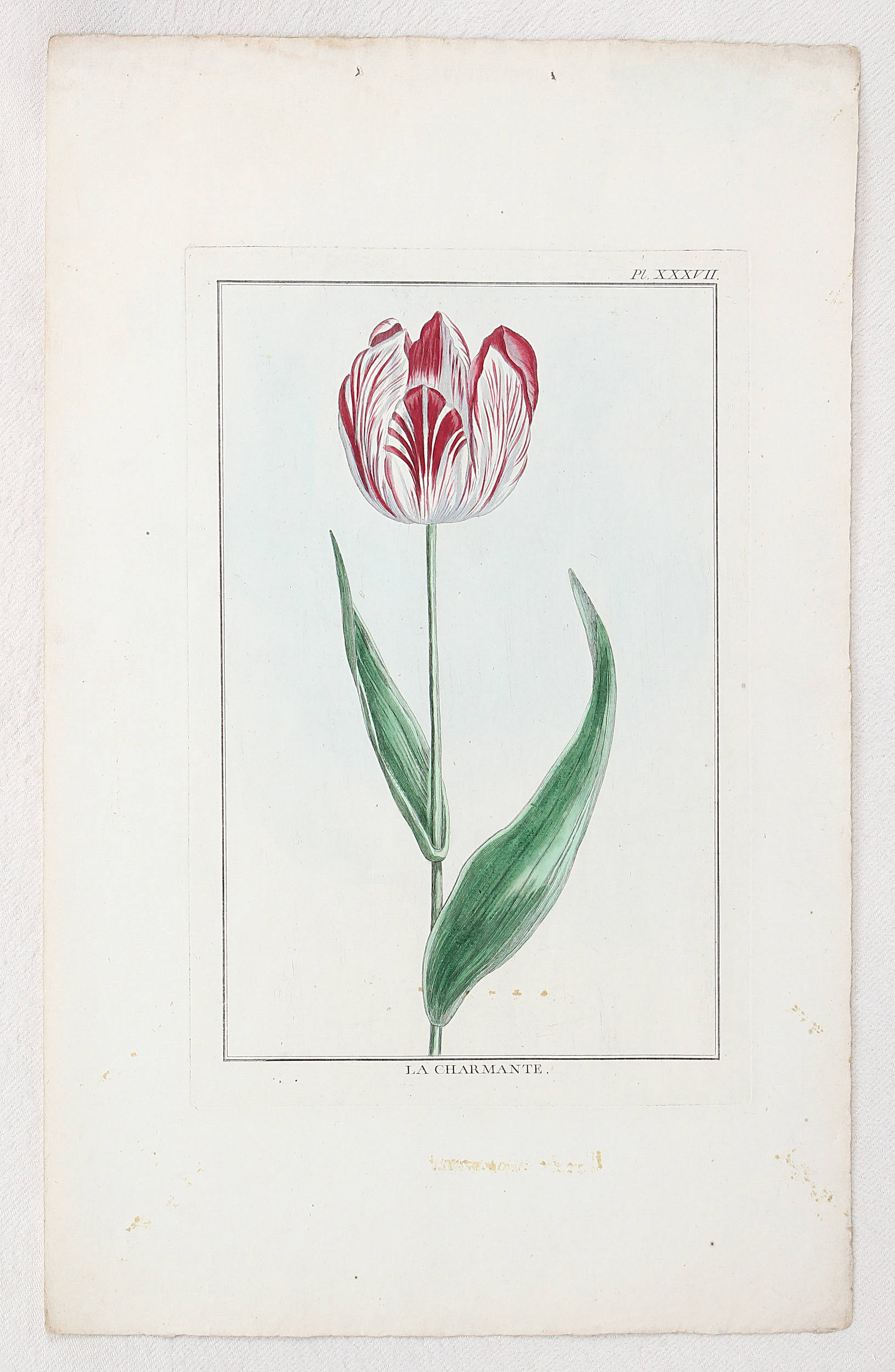 Tulpen. 5 Bll. (Buchoz)