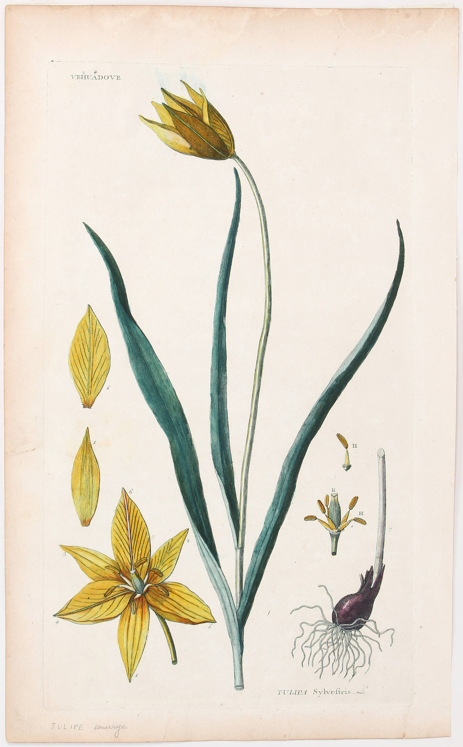 Tulpen. 2 Bll. (Bergeret) u. Redouté