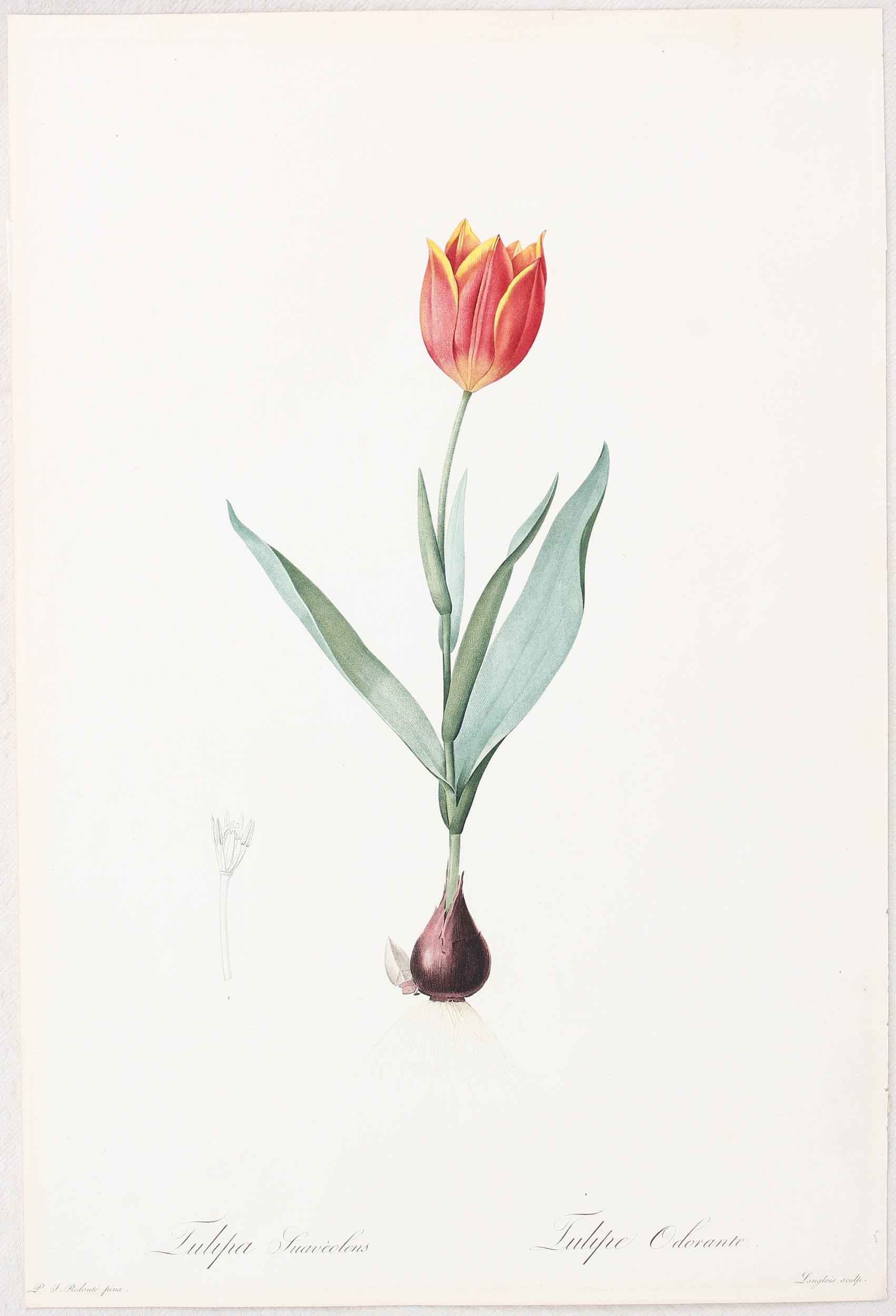 Tulpen. 2 Bll. (Bergeret) u. Redouté