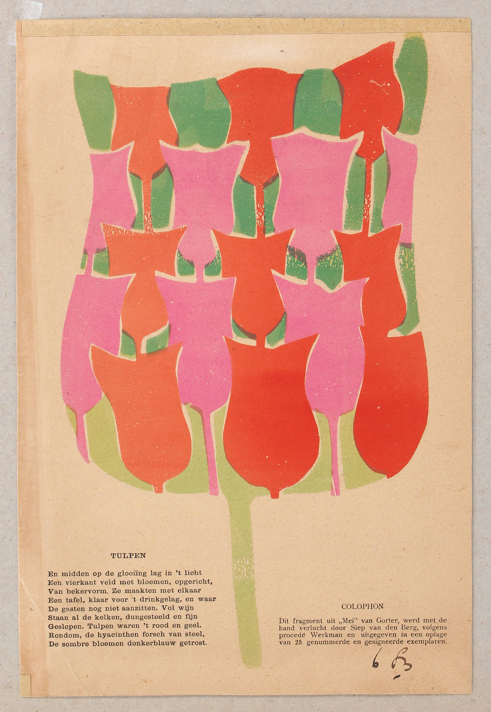 Tulpen. 13 Bll. des 20. Jh.