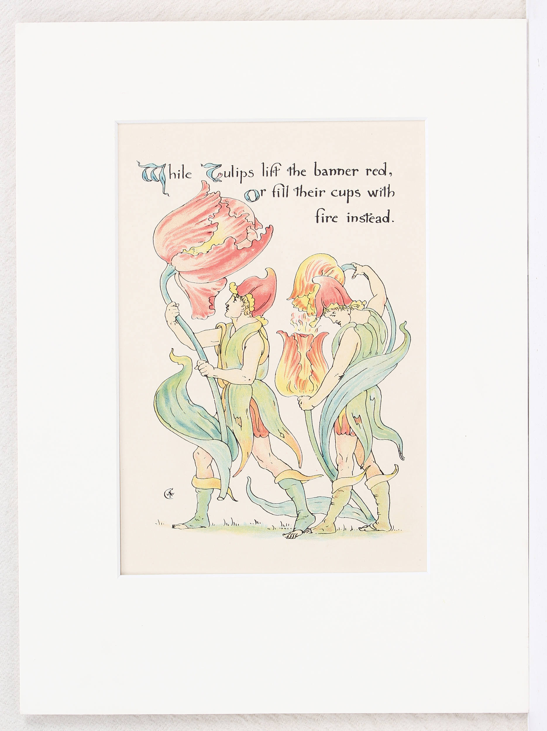 Tulpen. 13 Bll. des 20. Jh.