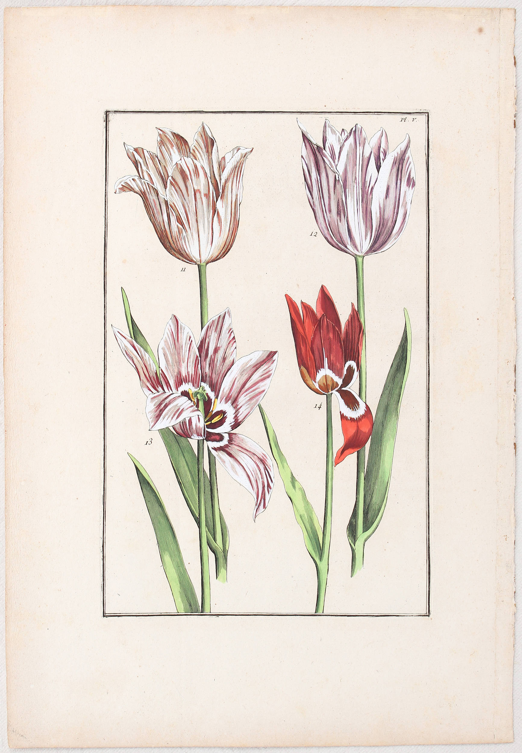 Tulpen. 4 Bll. (Rabel)