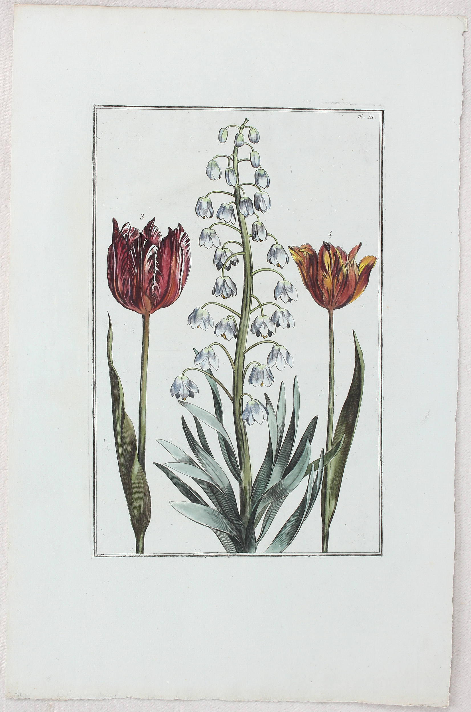 Tulpen. 4 Bll. (Rabel)
