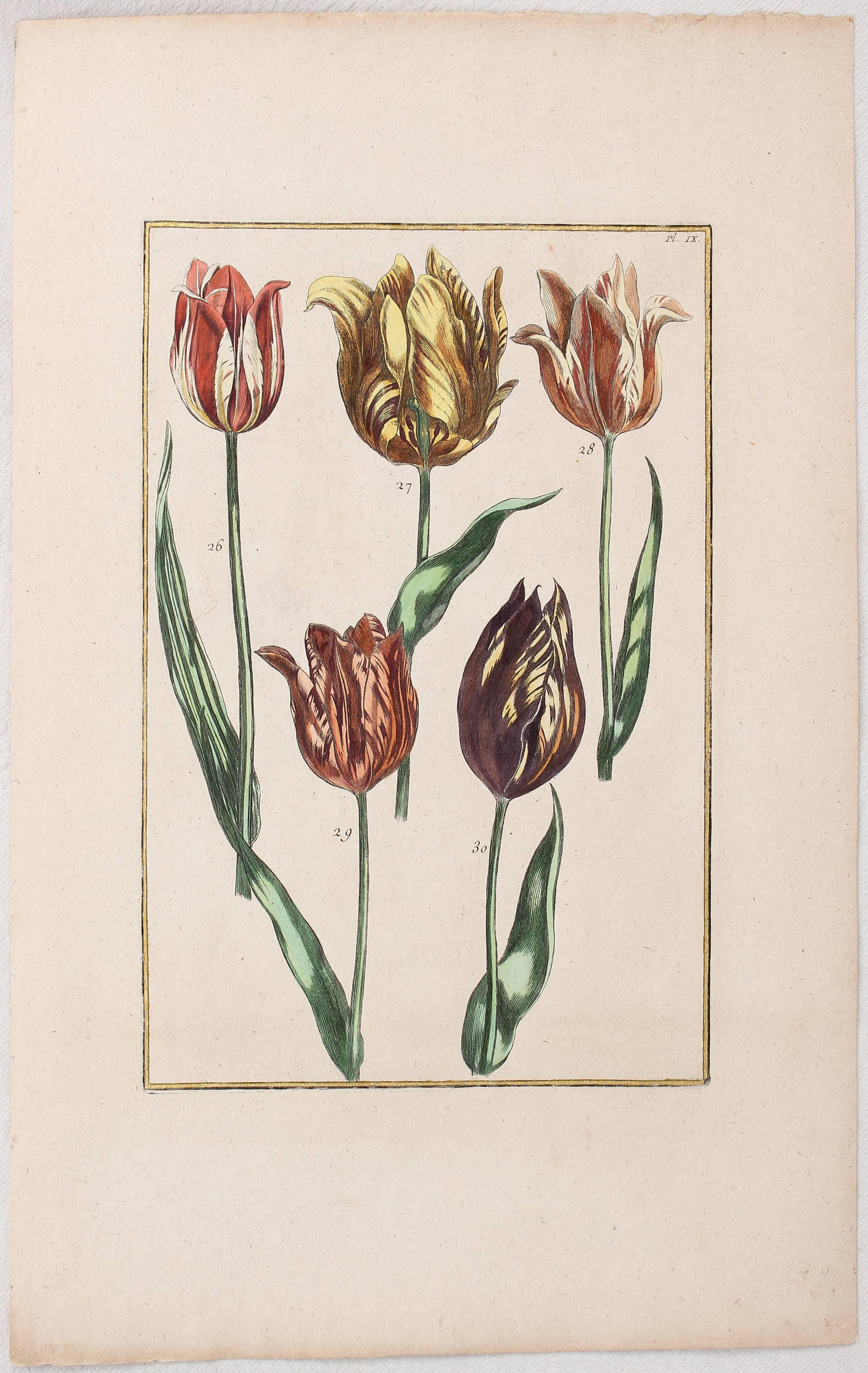 Tulpen. 4 Bll. (Rabel)