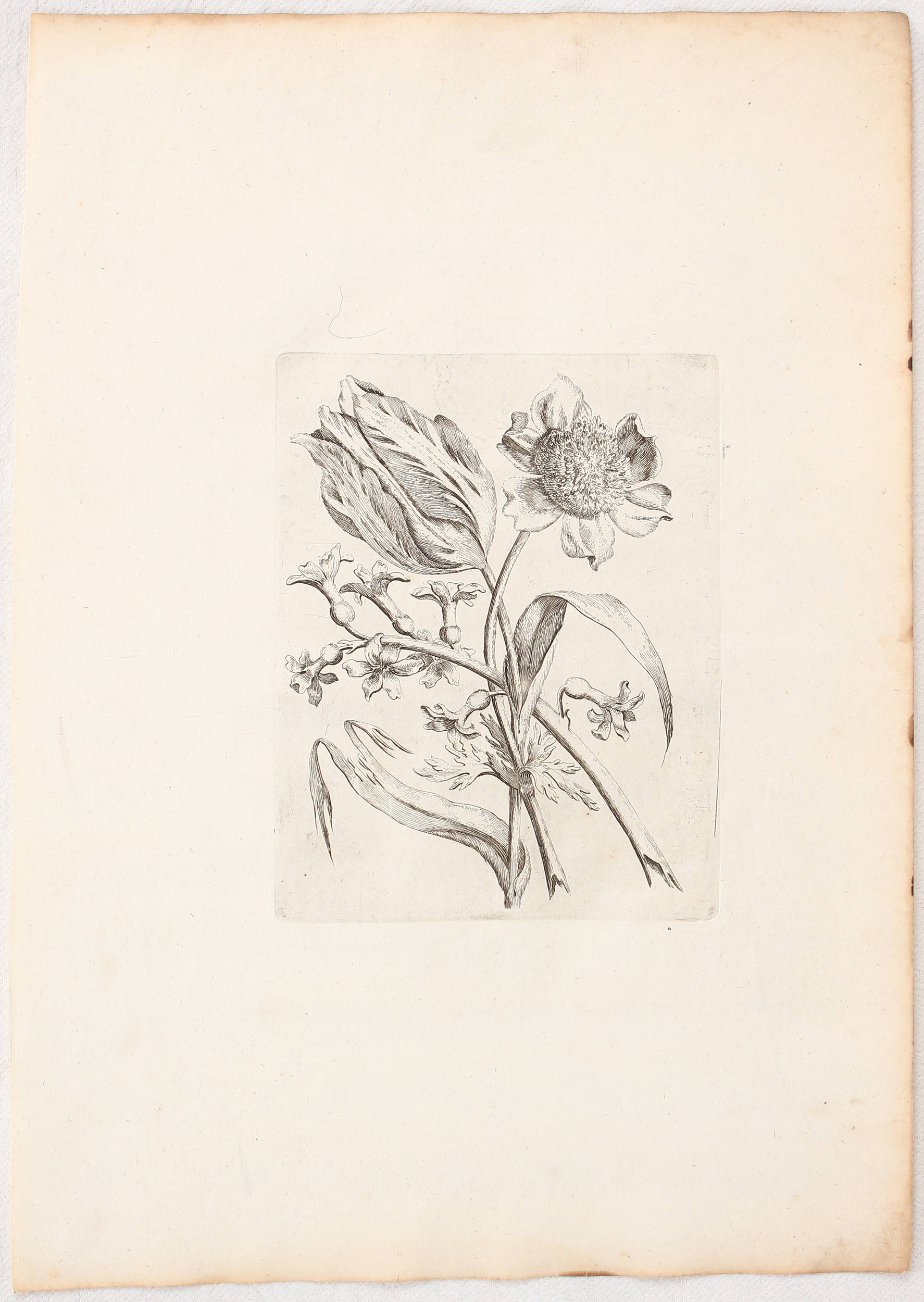 Tulpen. 6 Bll. aus: Novae florum icones