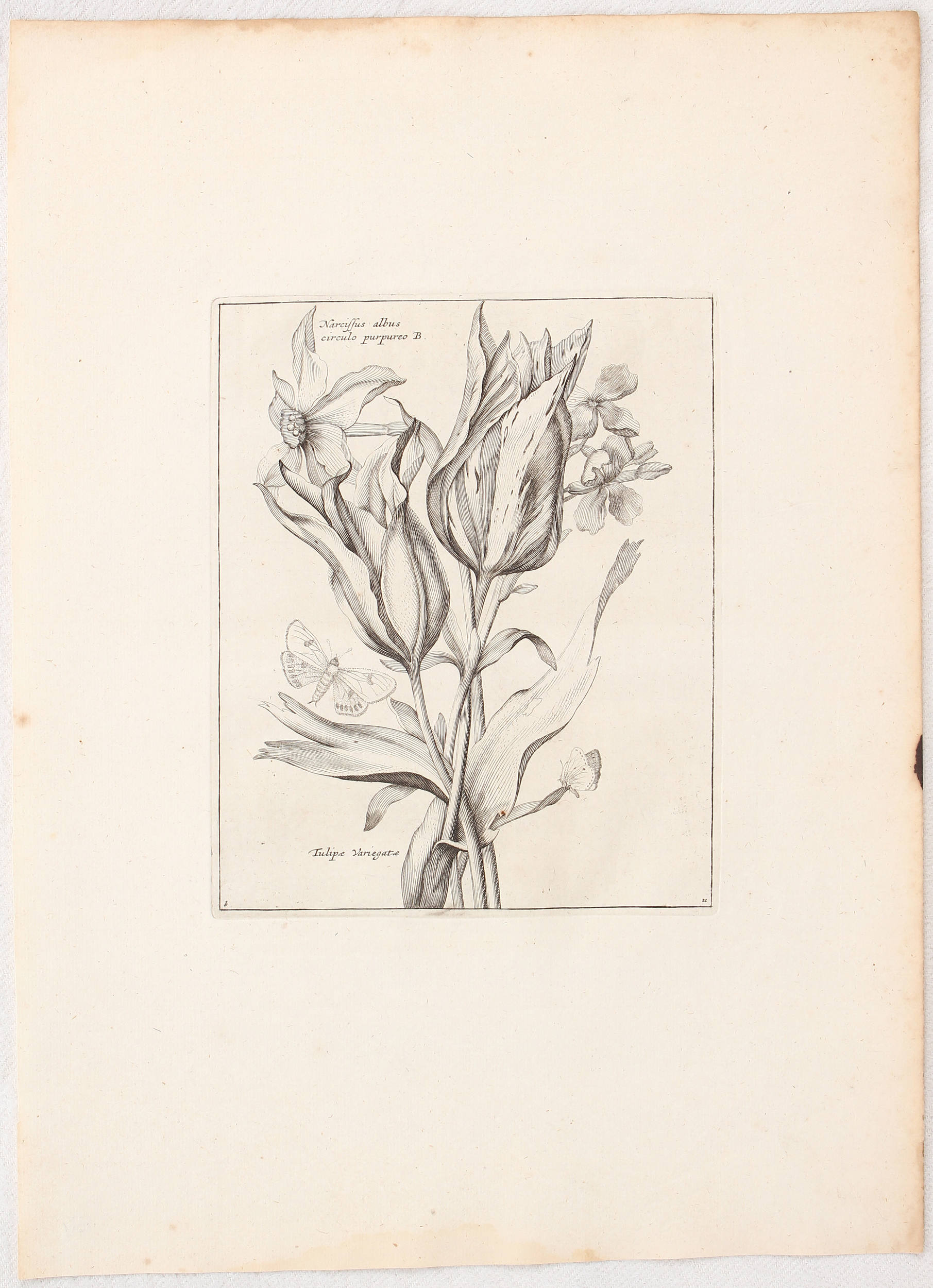 Tulpen. 6 Bll. aus: Novae florum icones