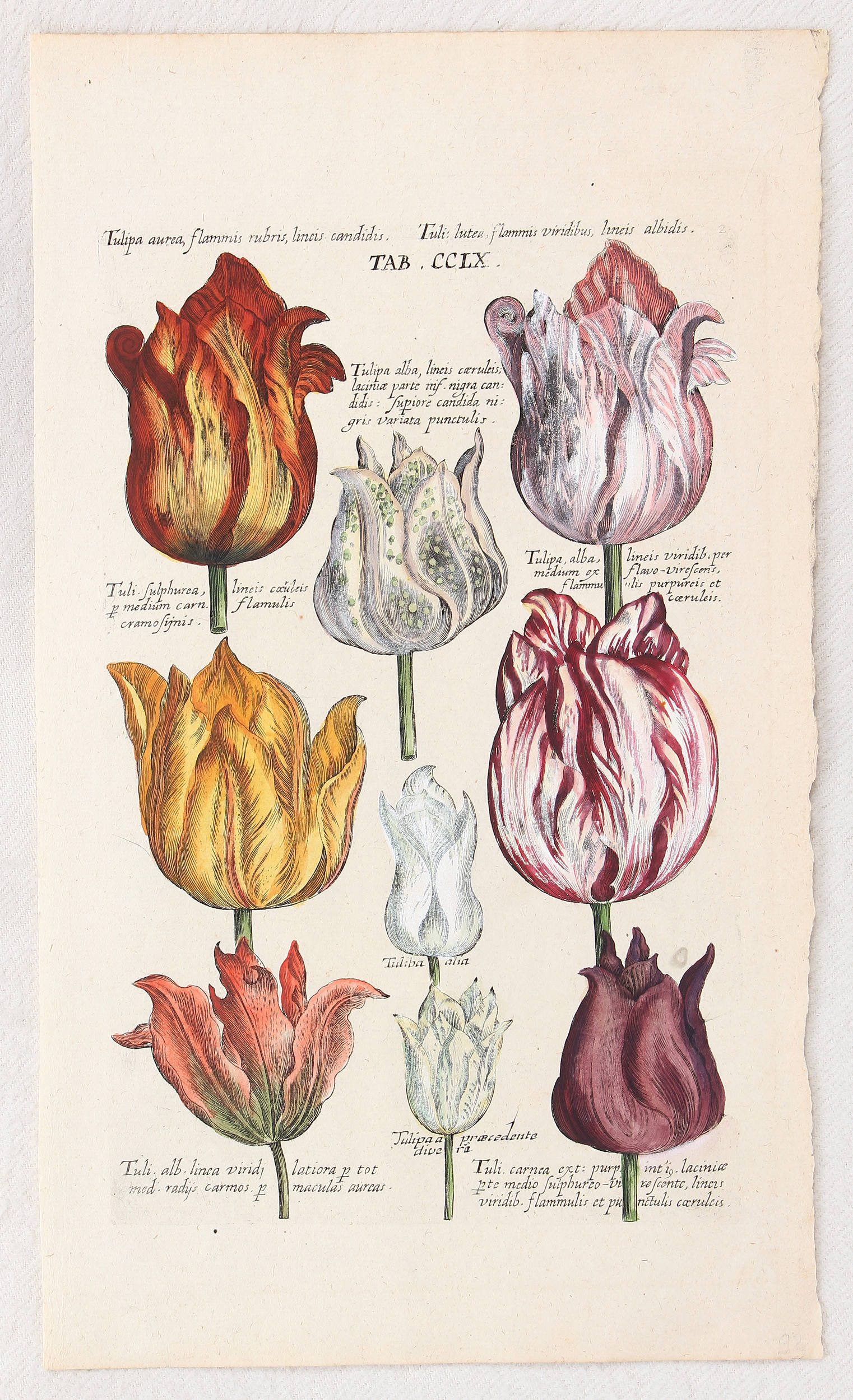 Tulpen. 5 Bll. (de Bry) / 6 Bll.