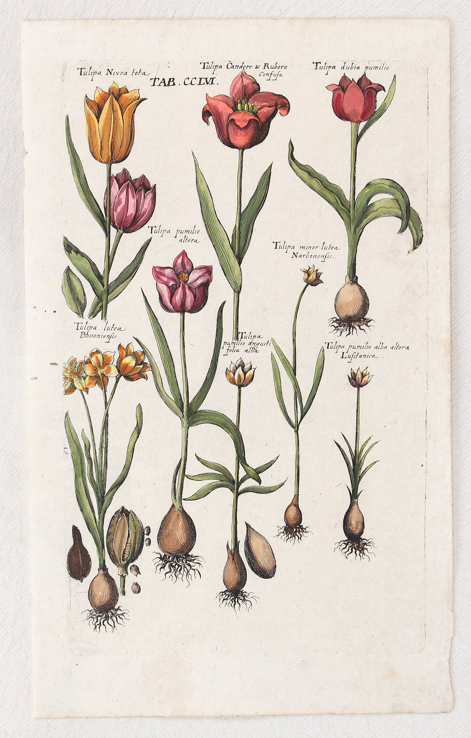 Tulpen. 5 Bll. (de Bry) / 6 Bll.