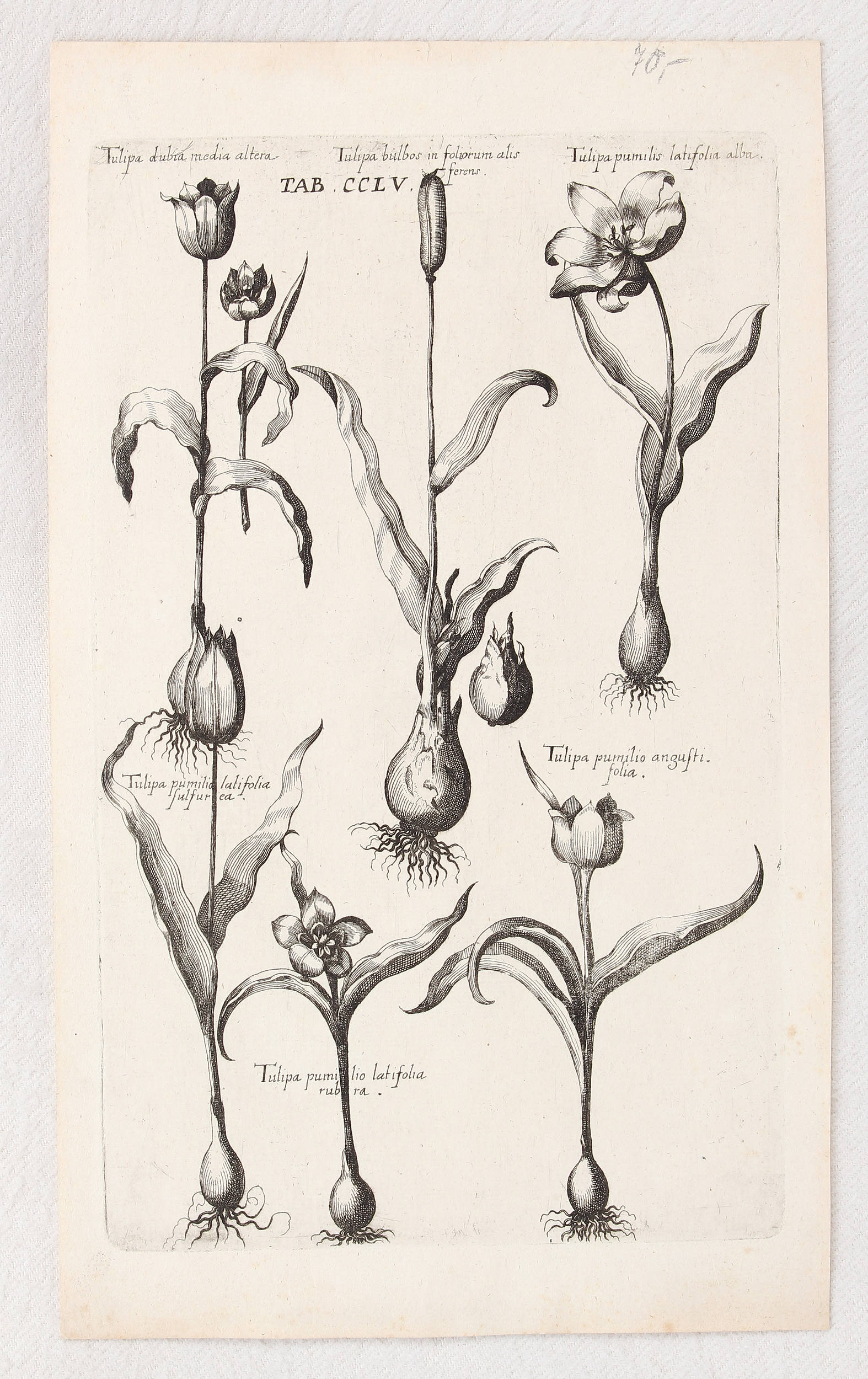 Tulpen. 5 Bll. (de Bry) / 6 Bll.