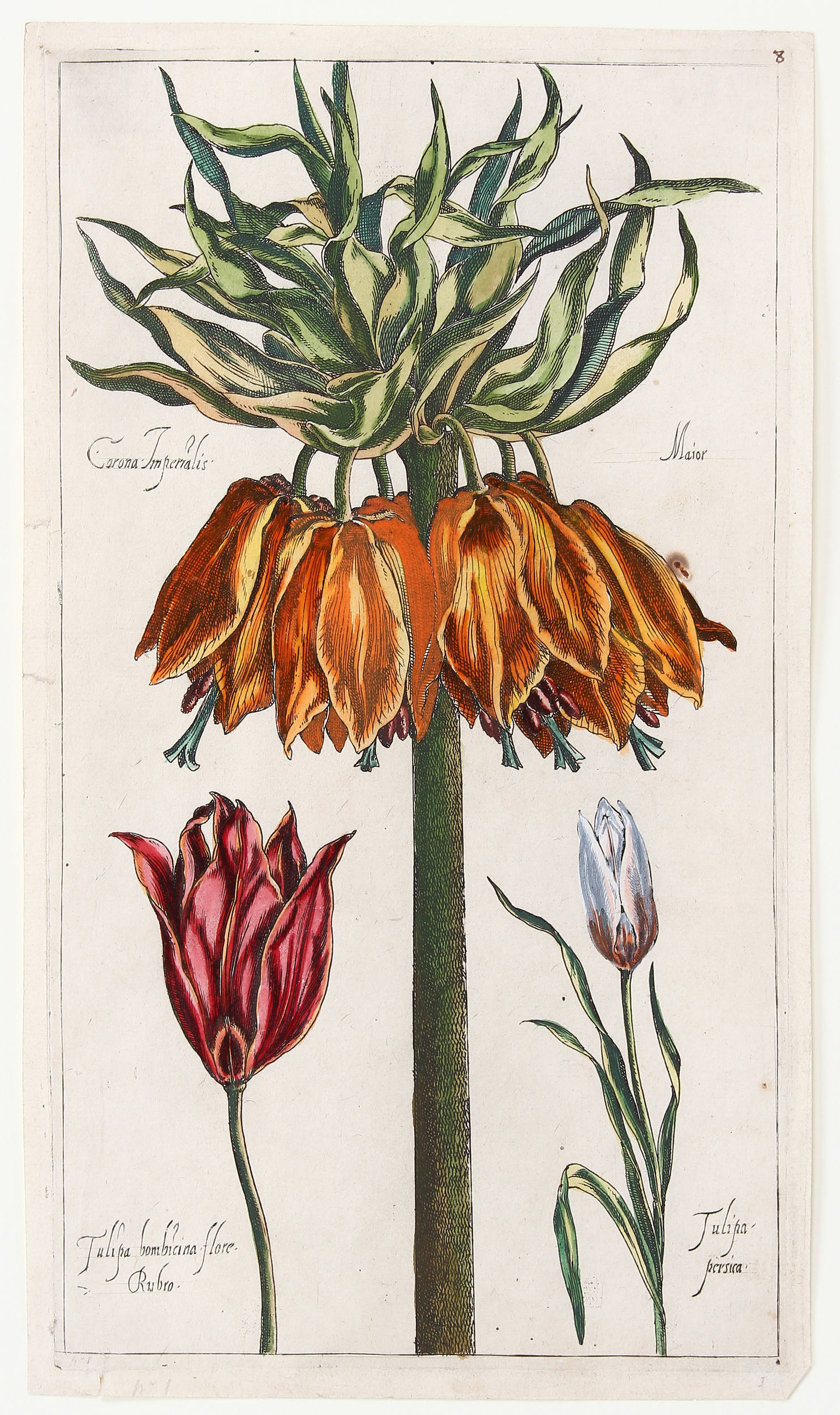 Tulpen. Vallet / 8 Bll.