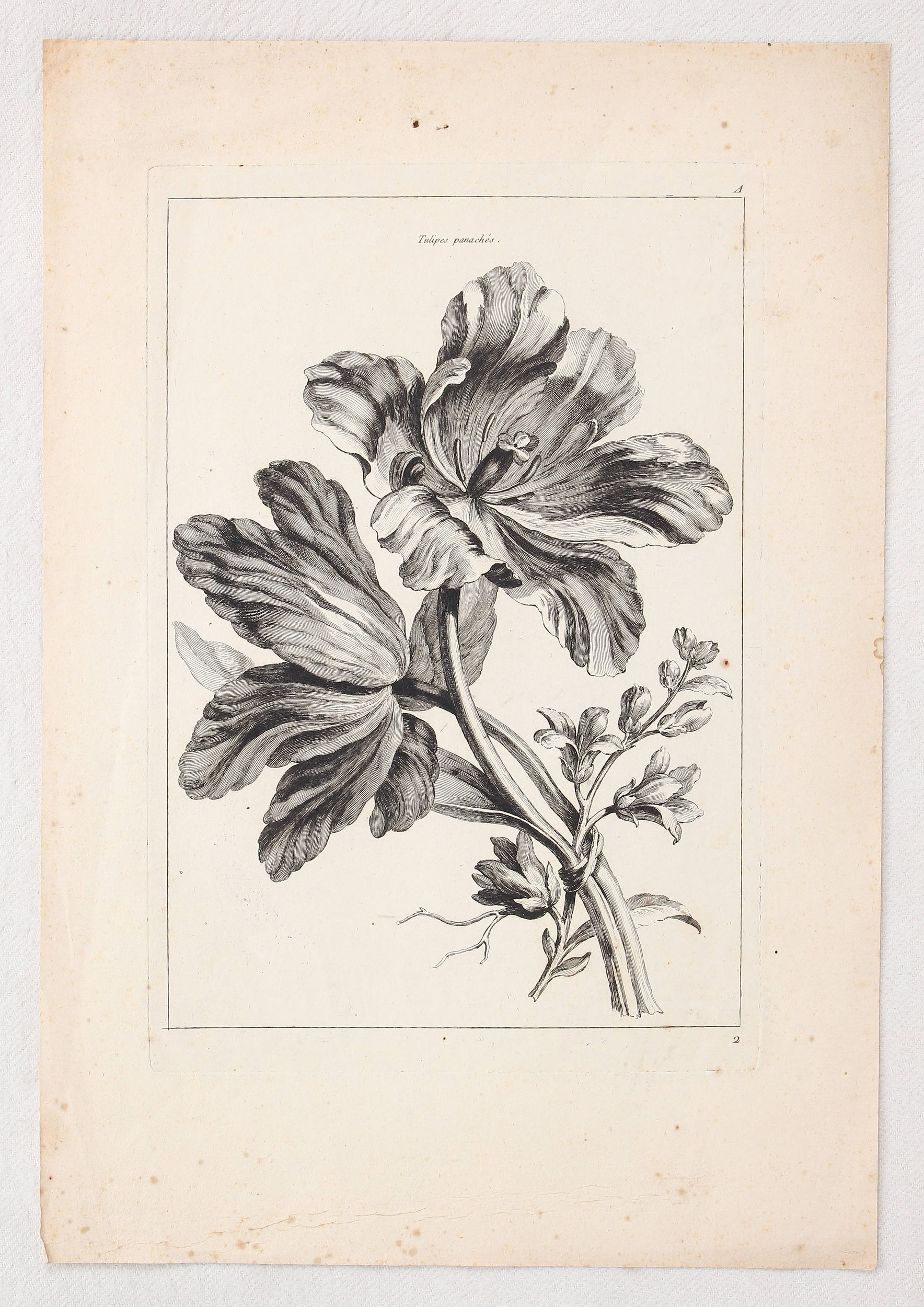 Tulpen. Vallet / 8 Bll.