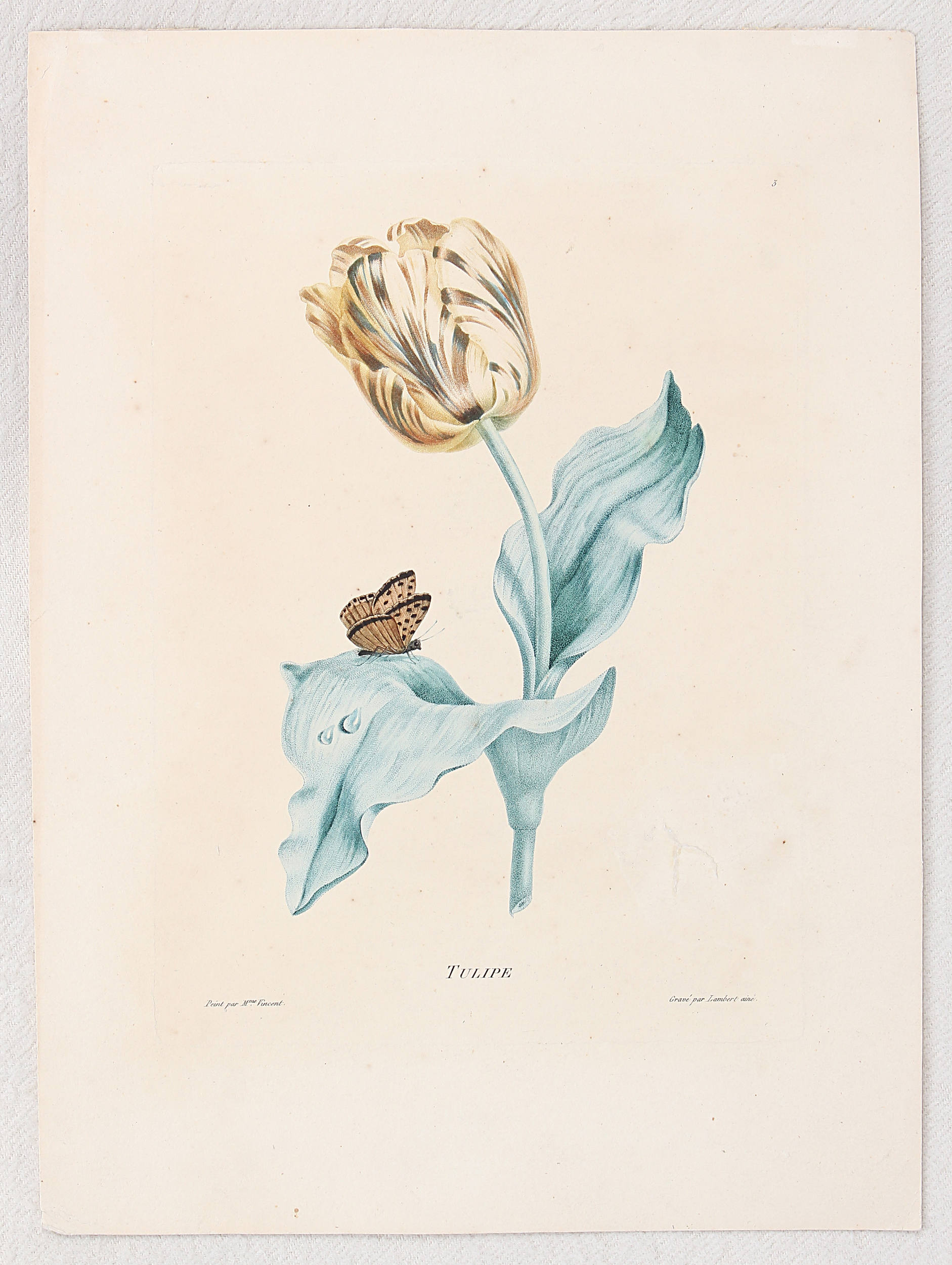 Tulpen. Vallet / 8 Bll.
