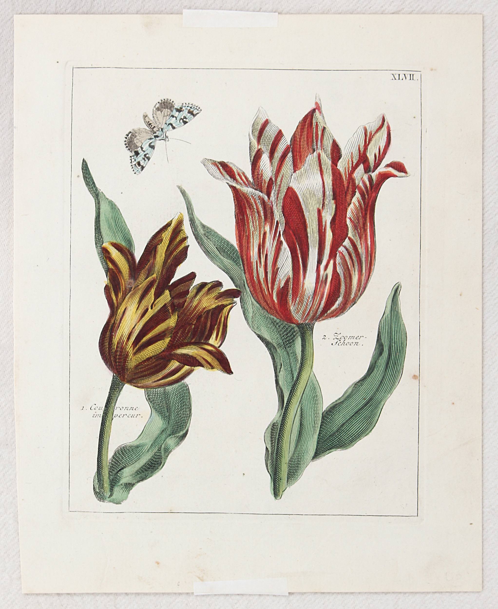 Tulpen. 8 Bll. (Nederl. Bloemwerk) / 15 Bll. + 5 Textbll.