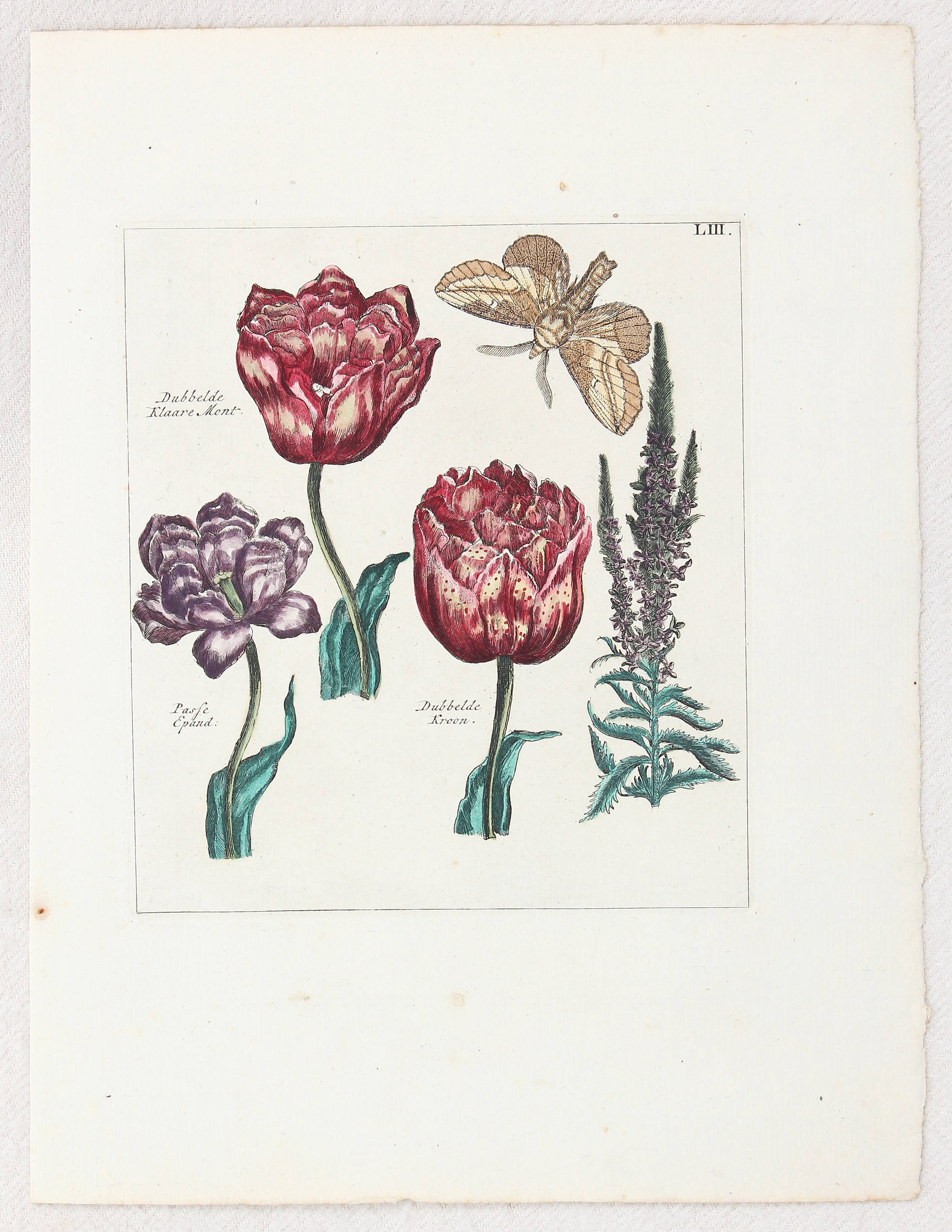 Tulpen. 8 Bll. (Nederl. Bloemwerk) / 15 Bll. + 5 Textbll.