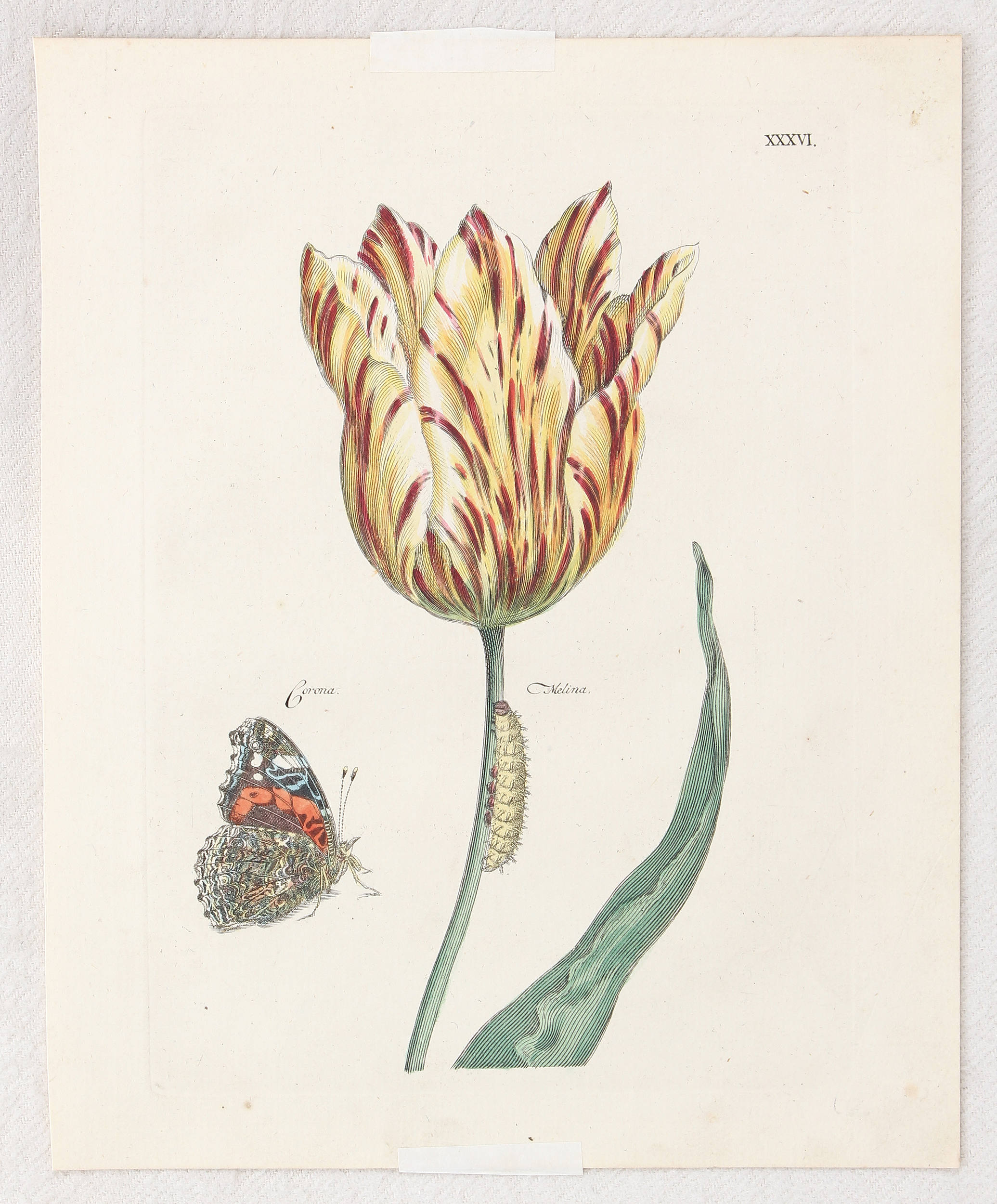 Tulpen. 8 Bll. (Nederl. Bloemwerk) / 15 Bll. + 5 Textbll.