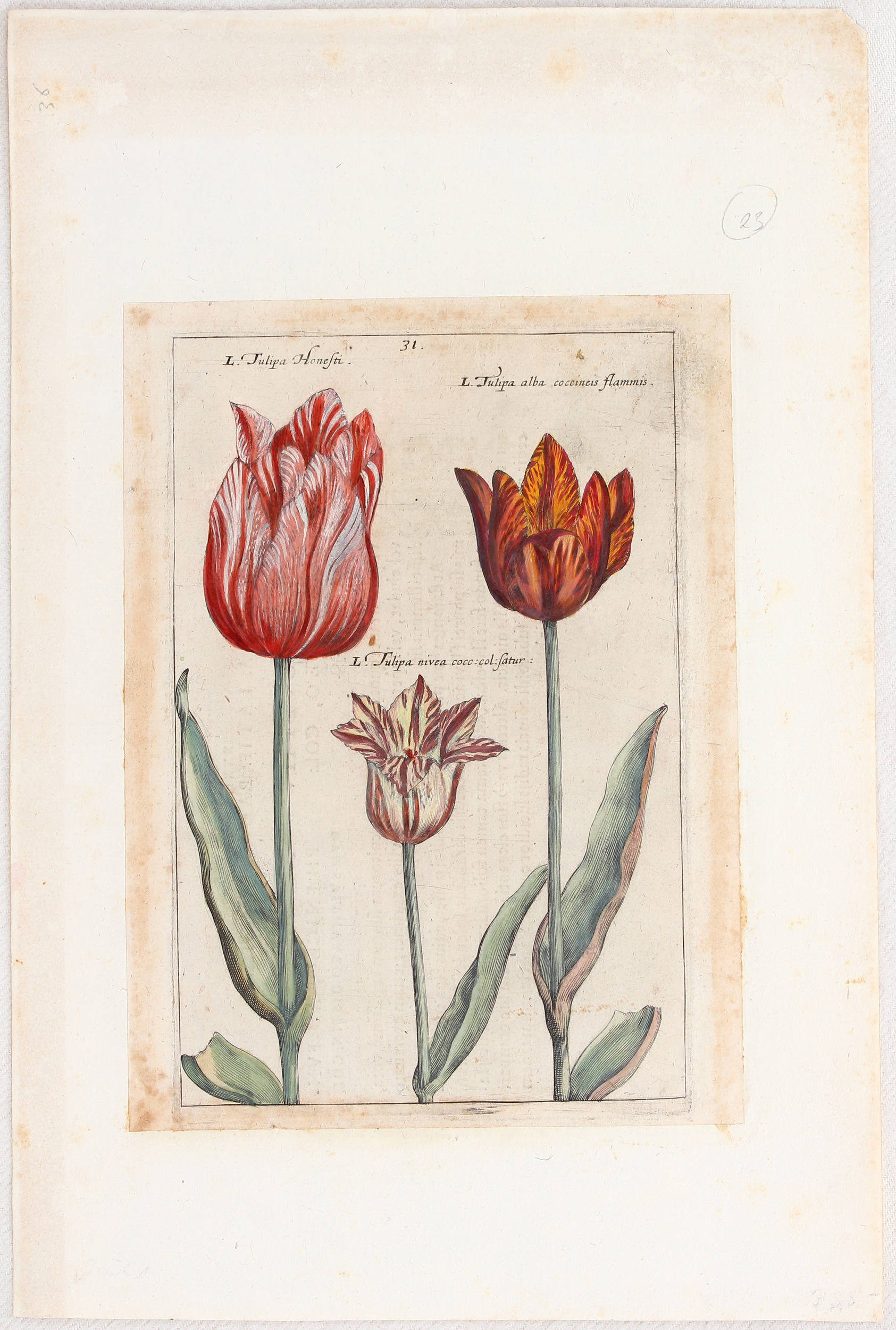 Tulpen. 8 Bll. (Passe) / 17 Bll.
