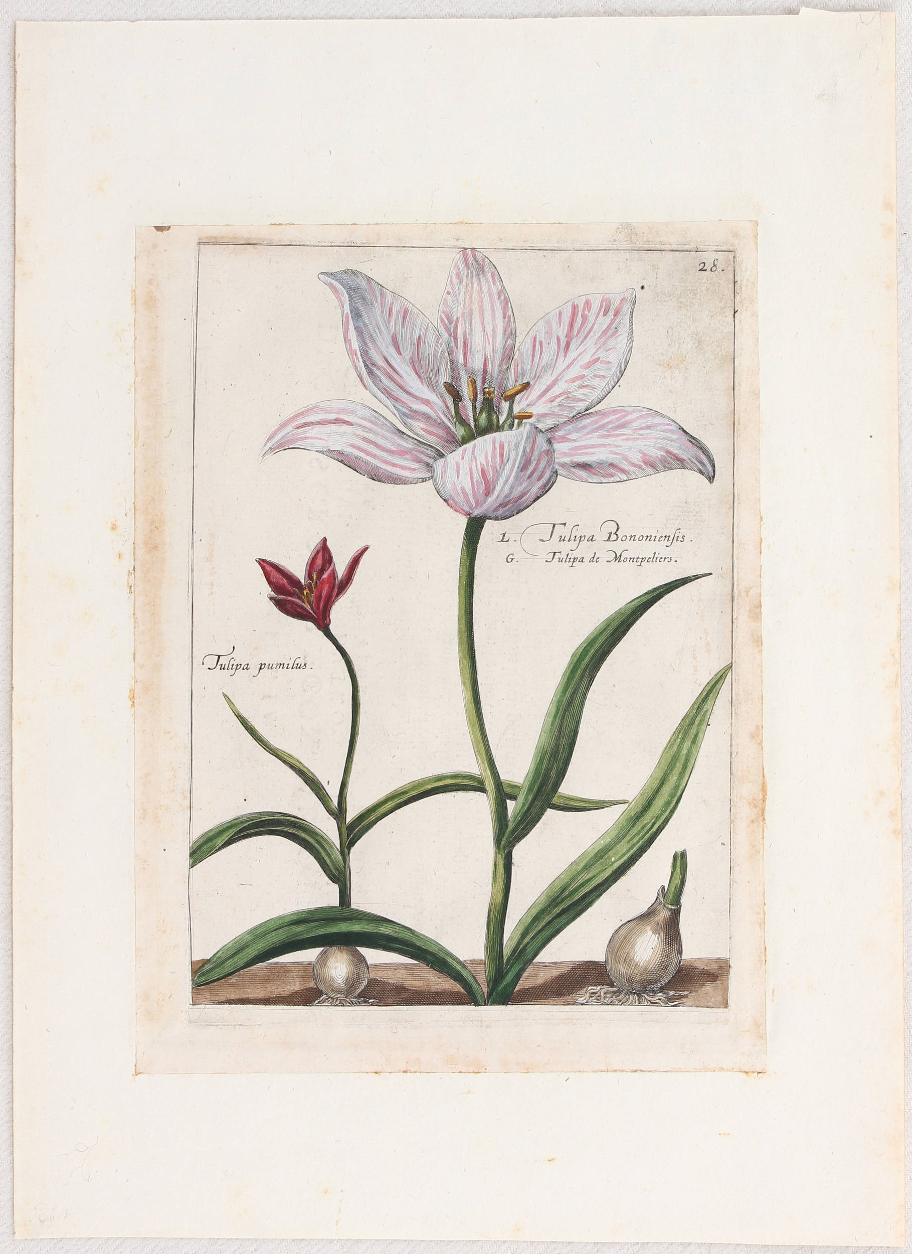 Tulpen. 8 Bll. (Passe) / 17 Bll.
