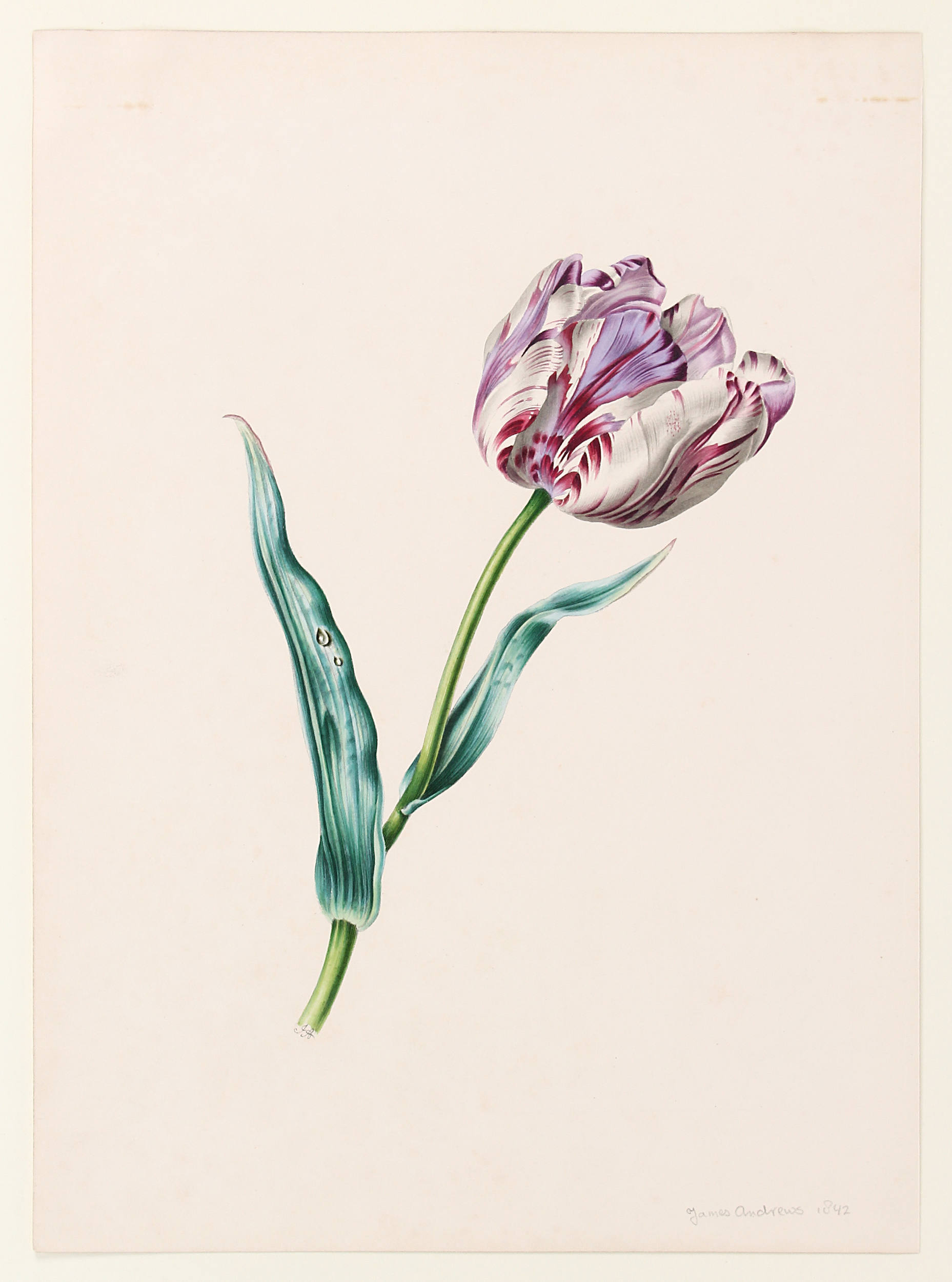 Tulpen. 2 Bll. J. A(ndrews) / 23 Bll.