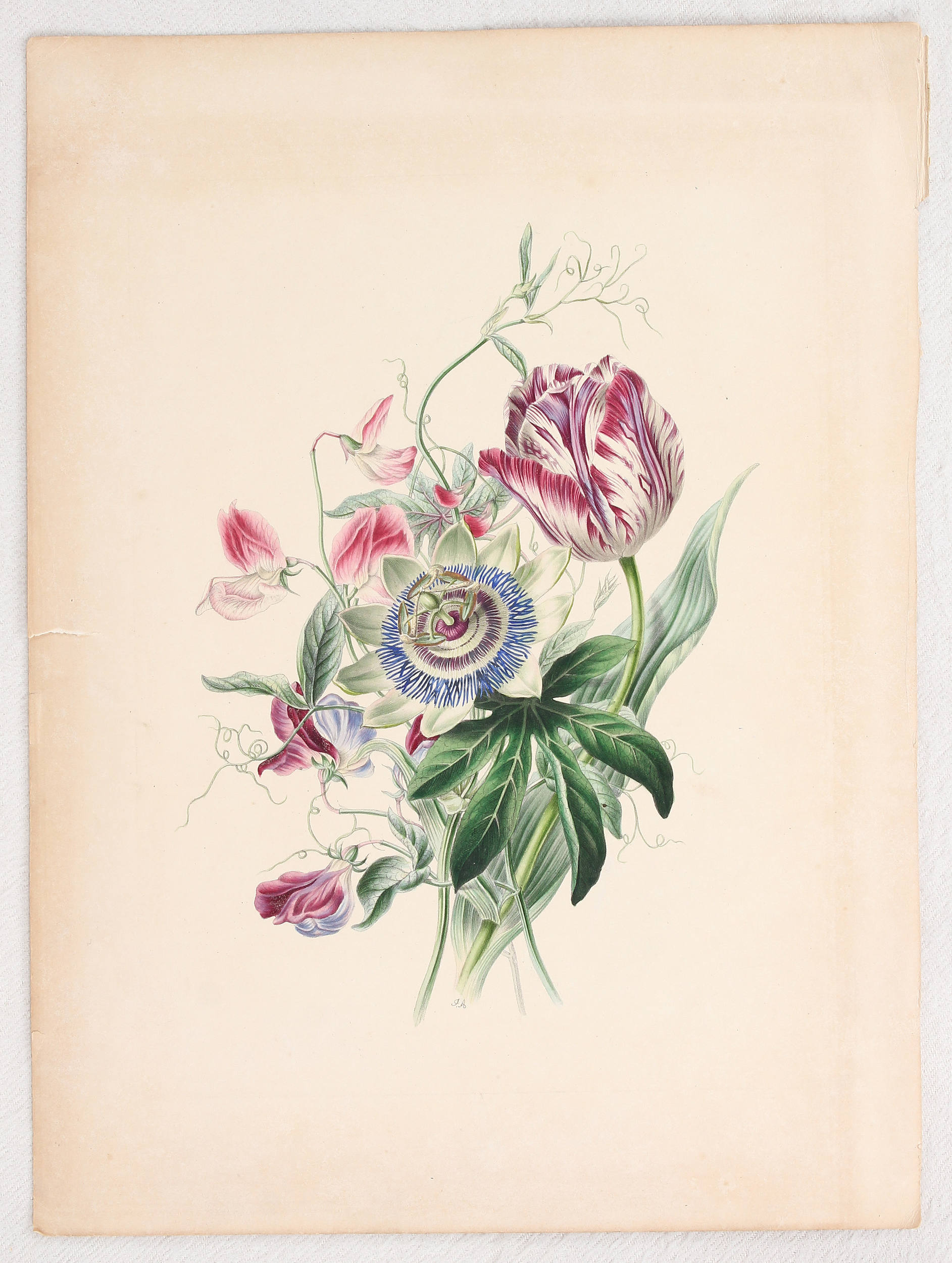 Tulpen. 2 Bll. J. A(ndrews) / 23 Bll.