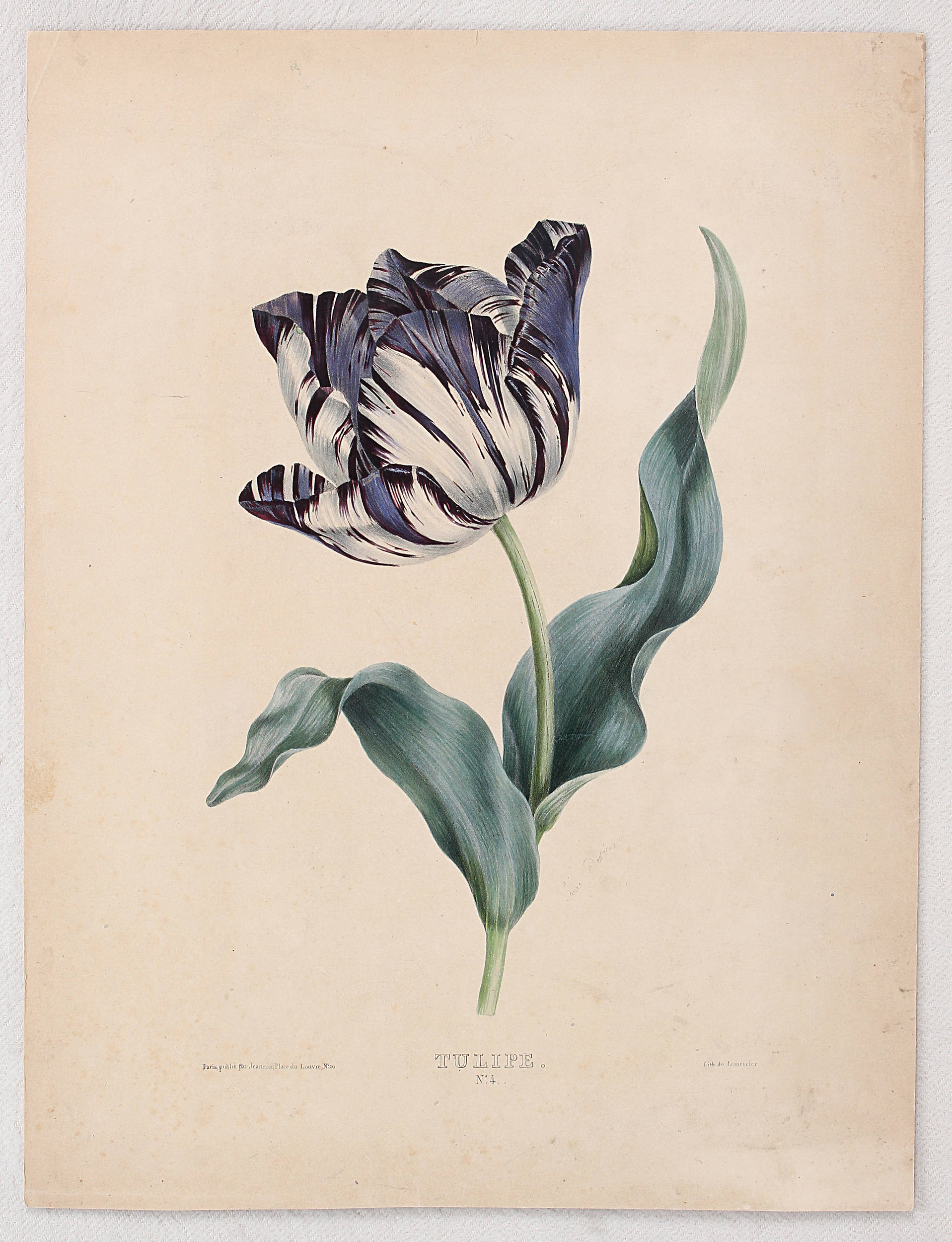 Tulpen. 2 Bll. J. A(ndrews) / 23 Bll.