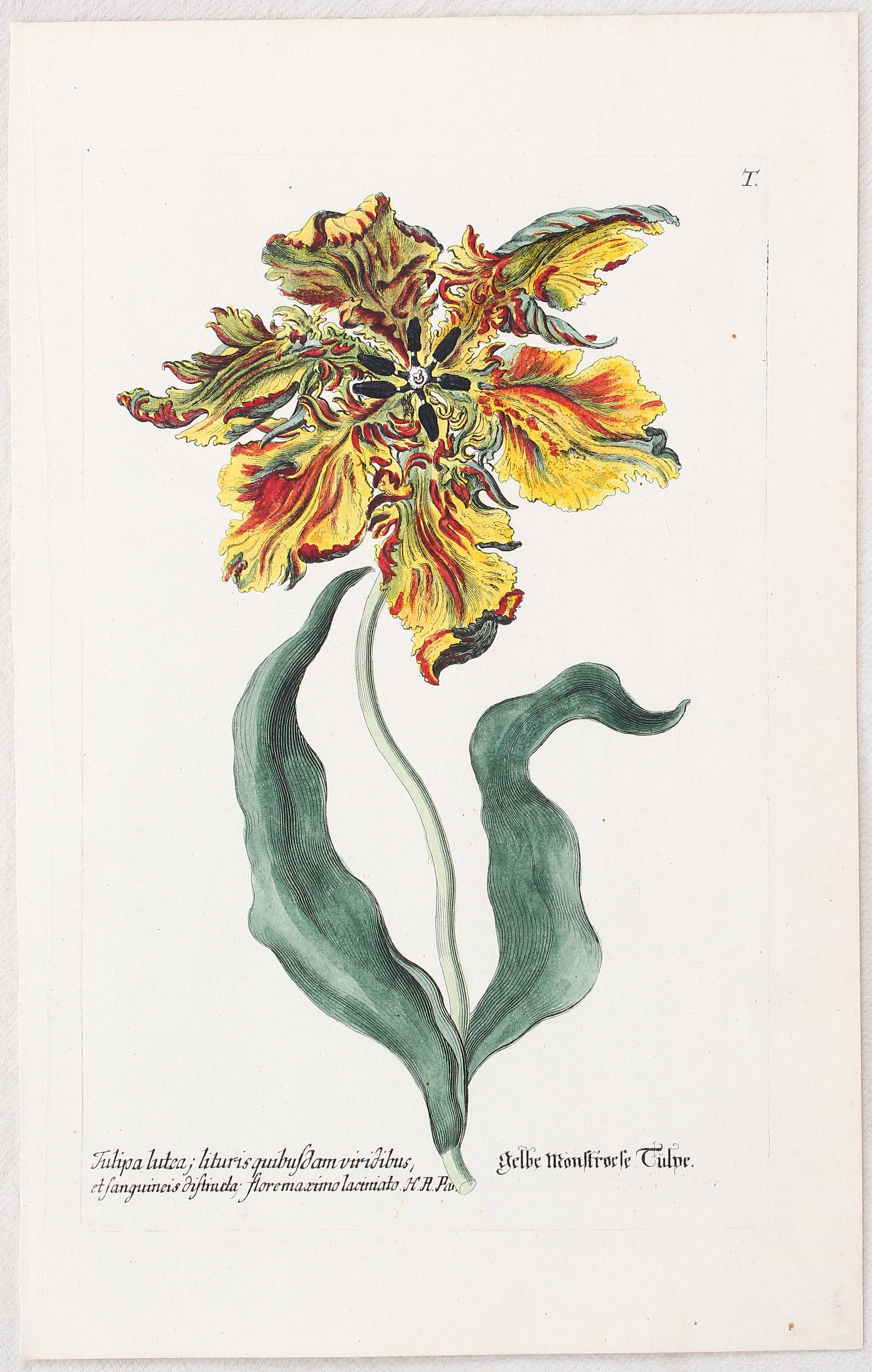 Tulpen. 3 Bll. (Knorr) / 8 Bll.