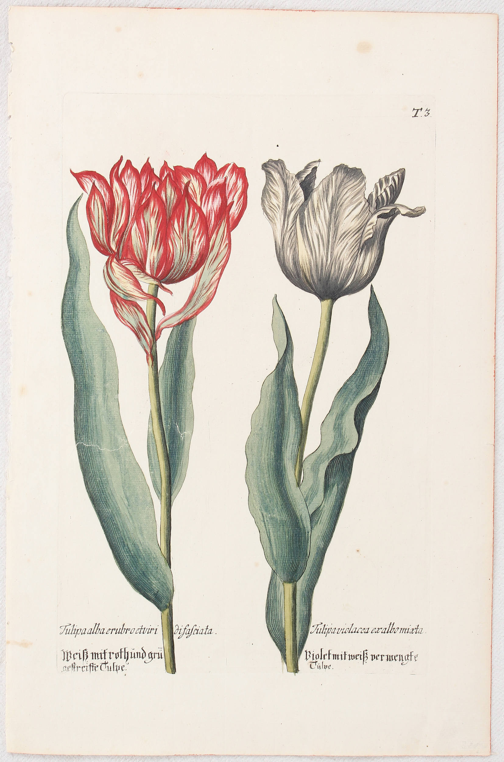 Tulpen. 3 Bll. (Knorr) / 8 Bll.