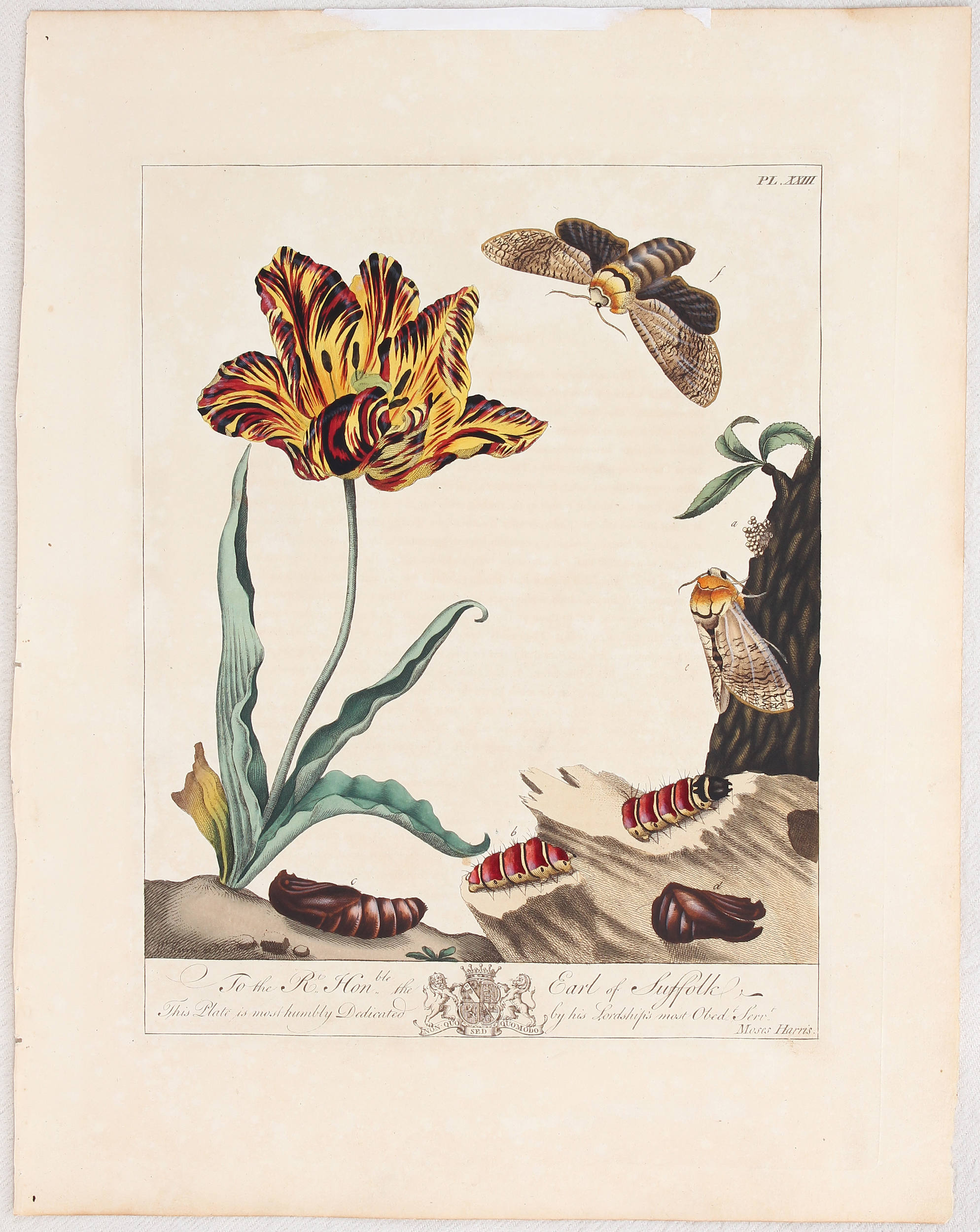Tulpen. 3 Bll. (Knorr) / 8 Bll.