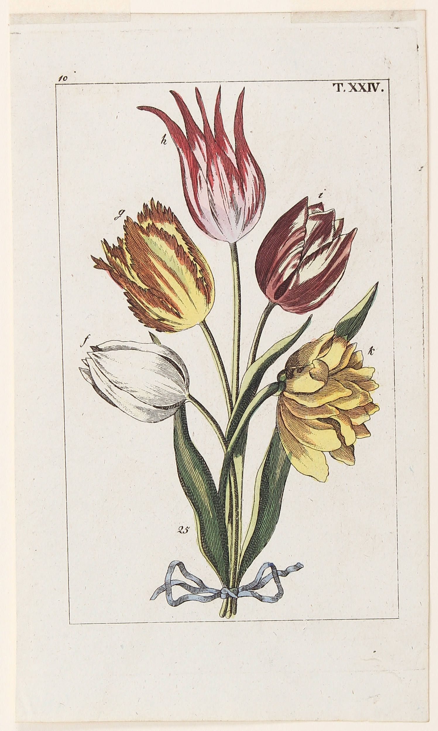 Tulpen. 48 Bll. Konvolut