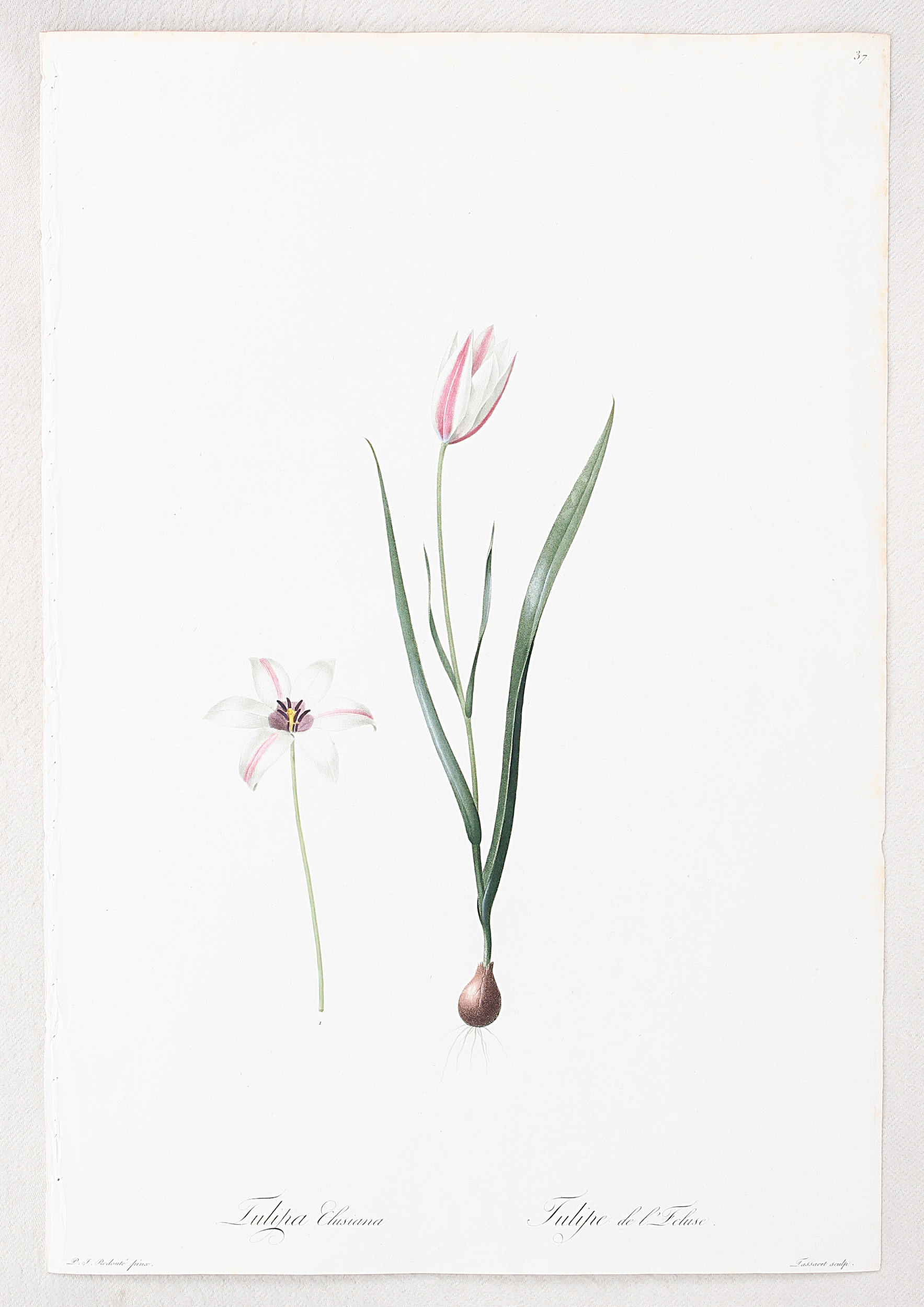 Tulpen. 2 Bll. Redouté / 14 Bll.
