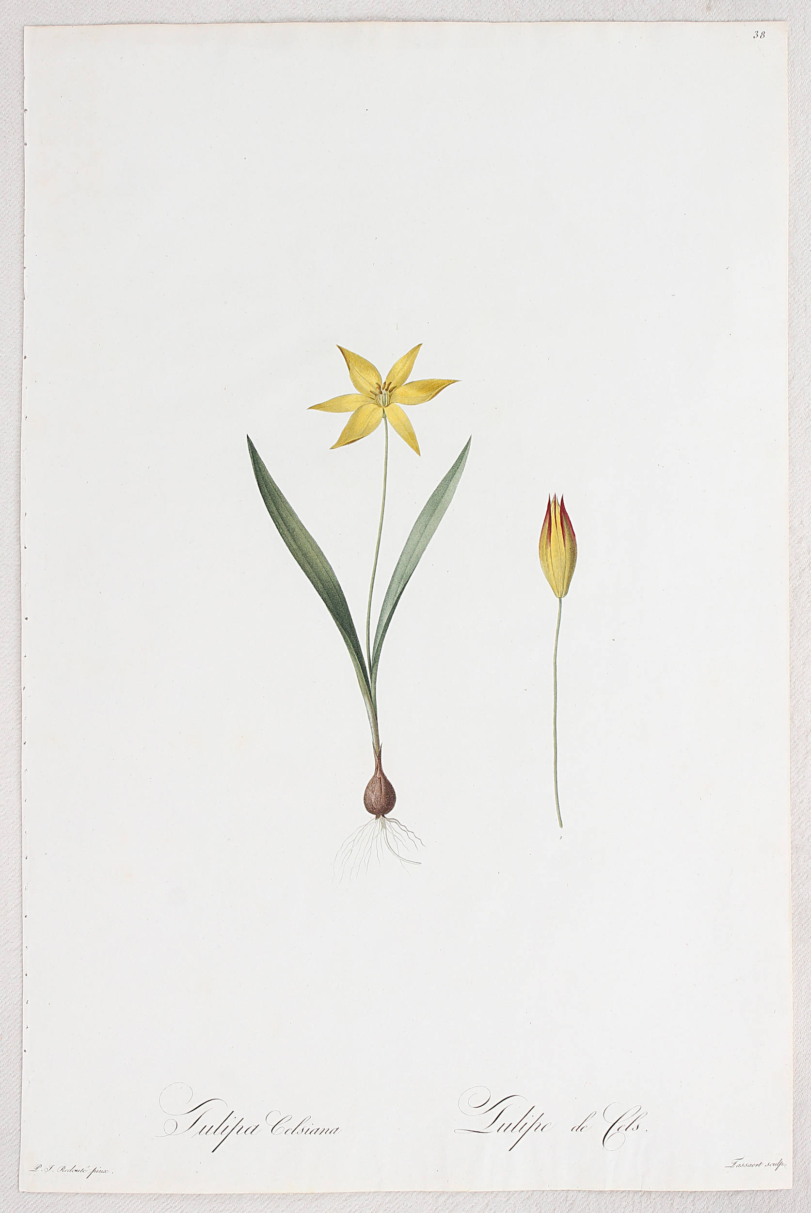 Tulpen. 2 Bll. Redouté / 14 Bll.