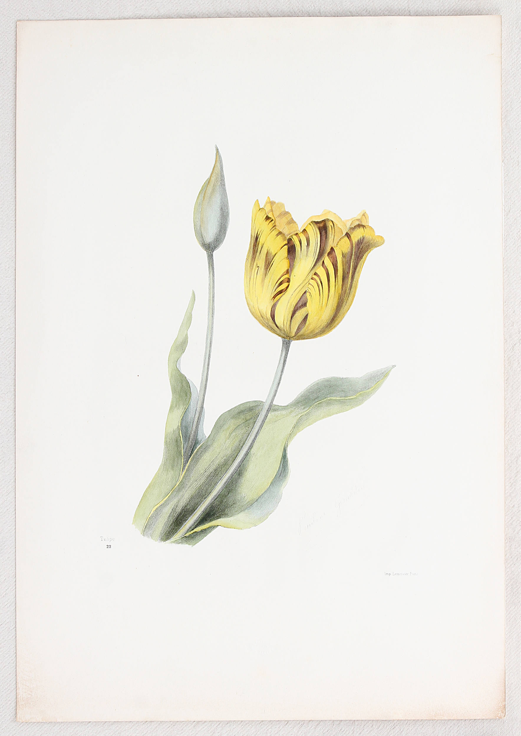Tulpen. 2 Bll. Redouté / 14 Bll.